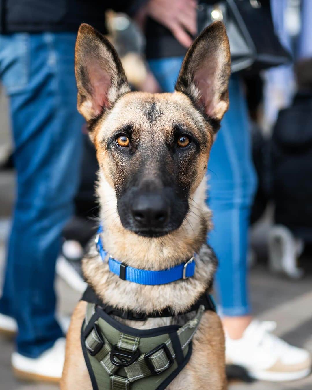 The Dogistのインスタグラム：「ADOPTABLE: Arya Stark, German Shepherd mix (2 y/o), via @heartsandbonesrescue • “She’s an angel and a lovebug and is fully housetrained.”  Arya and many other adoptable dogs will be at the @heartsandbonesrescue adoption event this Saturday, 12/2 at the New York Dog Spa & Hotel from 12-3PM! Don’t miss it!」