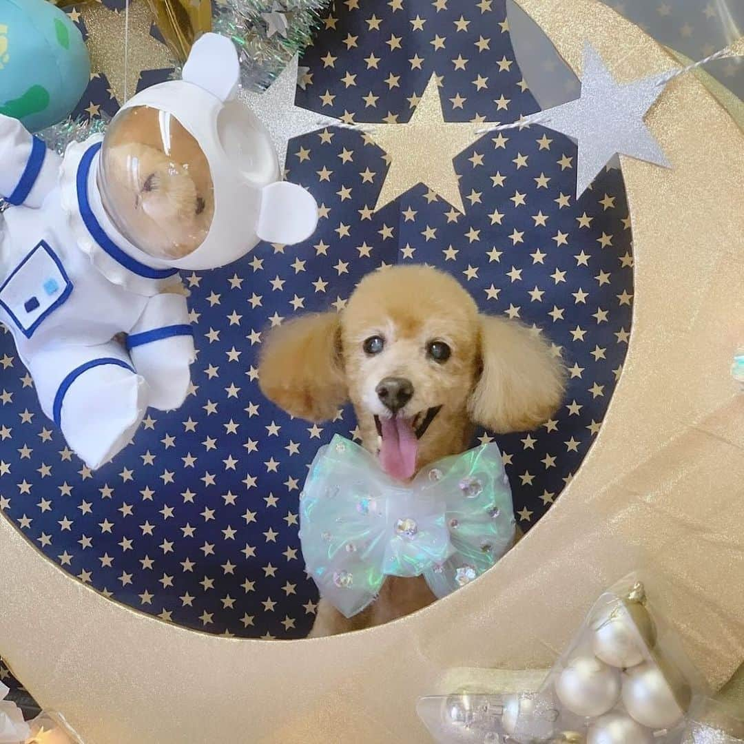 川本愛彩さんのインスタグラム写真 - (川本愛彩Instagram)「. 久しぶりのダンク投稿🐶 早く会いたいよ〜 . . . #すぐに会えない寂しさ #実家 #愛犬 #ダンク #男の子 #可愛い #犬 #覚えてくれてるかな」11月30日 18時46分 - aya_s.collection