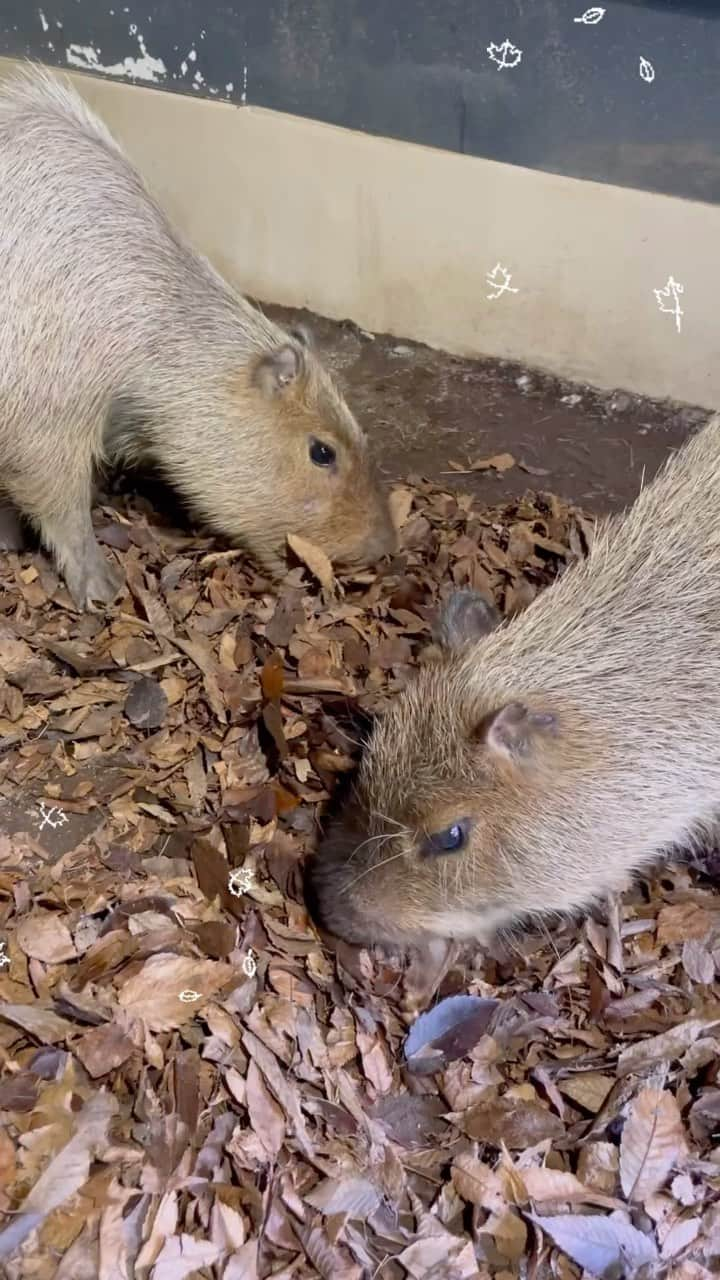 アクアパーク品川のインスタグラム：「カピバラの展示室にて秋のエンリッチメントを実施しました🍁  落ち葉をかき分け、中に隠れたリンゴやニンジンを見つけてもぐもぐ🍎🥕   いきいきと食欲の秋を楽しんでくれたようです😊  #カピバラ #capybara #マール #ルース #エンリッチメント #秋 #落ち葉 #食欲の秋 #マクセルアクアパーク品川 #MaxellAquaParkShinagawa #アクアパーク #aquapark #アクアパーク品川 #aquaparkshinagawa #Tokyo #shinagawa #水族館 #aquarium #水族館デート #デート #お出かけ #都内遊び場 #東京 #都内 #品川 #駅近」