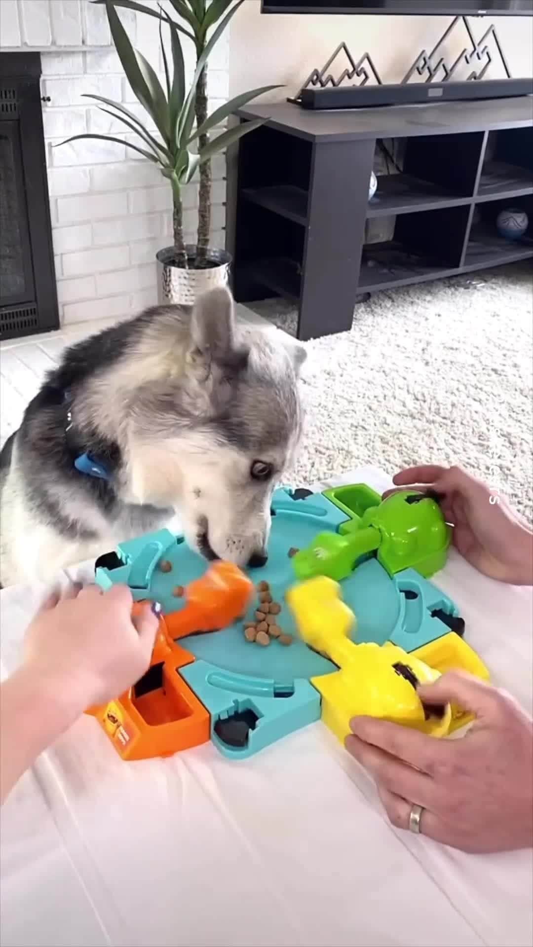のインスタグラム：「who wins? 📹 @2husketeers  - #husky  #9gag #hungryhippo」
