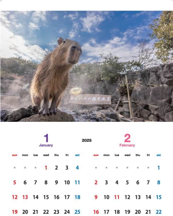 渡辺克仁さんのインスタグラム写真 - (渡辺克仁Instagram)「店頭販売と通信販売(海外発送も一部可能)しております「カピバラカレンダー2024」2025年1月2月のページです。  壁掛けタイプの「伊豆シャボテン動物公園」「那須＆神戸どうぶつ王国」「長崎バイオパーク」で撮影した各動物園で飼育されているカピバラ達をモデルとした3作品に加え、今年はブラジル・パンタナールで撮影した野生のカピバラ達のカレンダーを製作致しました。  写真のカピバラ達を見て頂いた時、くすっと笑って頂けたり、少しでも心がほぐれる様な作品に仕上げたつもりです。各動物園と通信販売サイトにてご購入いただけます。  詳しくは https://capybara.eek.jp/c2024.html  #カピバラ #水豚 #capybara #カレンダー」11月30日 19時00分 - katsuhito.watanabe