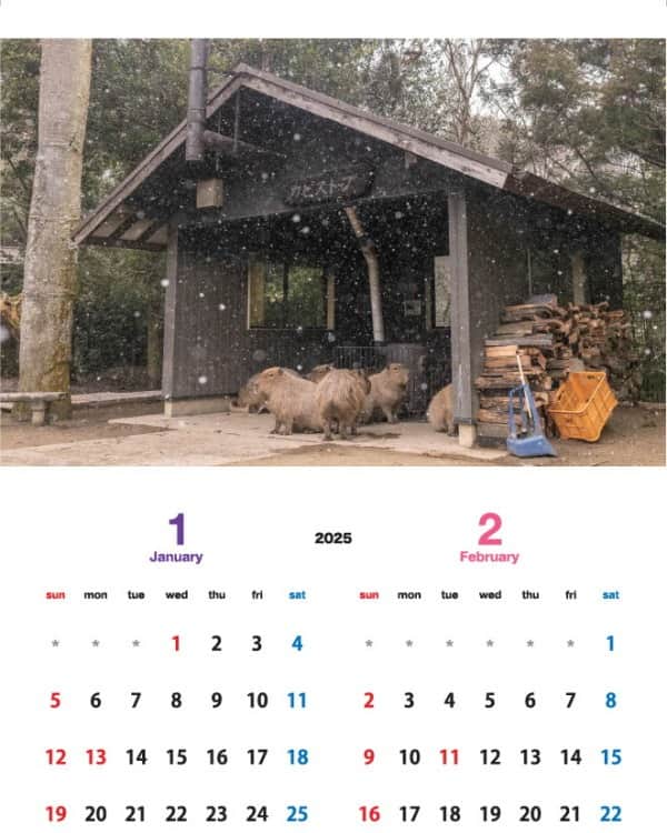 渡辺克仁さんのインスタグラム写真 - (渡辺克仁Instagram)「店頭販売と通信販売(海外発送も一部可能)しております「カピバラカレンダー2024」2025年1月2月のページです。  壁掛けタイプの「伊豆シャボテン動物公園」「那須＆神戸どうぶつ王国」「長崎バイオパーク」で撮影した各動物園で飼育されているカピバラ達をモデルとした3作品に加え、今年はブラジル・パンタナールで撮影した野生のカピバラ達のカレンダーを製作致しました。  写真のカピバラ達を見て頂いた時、くすっと笑って頂けたり、少しでも心がほぐれる様な作品に仕上げたつもりです。各動物園と通信販売サイトにてご購入いただけます。  詳しくは https://capybara.eek.jp/c2024.html  #カピバラ #水豚 #capybara #カレンダー」11月30日 19時00分 - katsuhito.watanabe