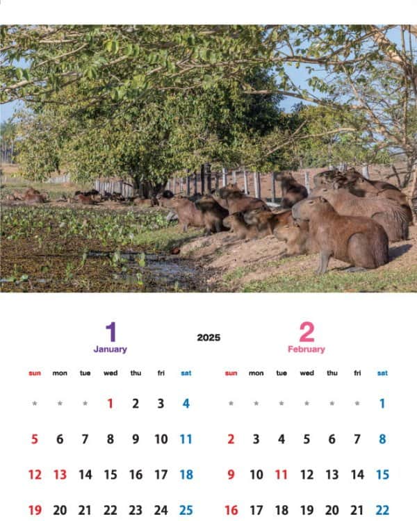 渡辺克仁のインスタグラム：「店頭販売と通信販売(海外発送も一部可能)しております「カピバラカレンダー2024」2025年1月2月のページです。  壁掛けタイプの「伊豆シャボテン動物公園」「那須＆神戸どうぶつ王国」「長崎バイオパーク」で撮影した各動物園で飼育されているカピバラ達をモデルとした3作品に加え、今年はブラジル・パンタナールで撮影した野生のカピバラ達のカレンダーを製作致しました。  写真のカピバラ達を見て頂いた時、くすっと笑って頂けたり、少しでも心がほぐれる様な作品に仕上げたつもりです。各動物園と通信販売サイトにてご購入いただけます。  詳しくは https://capybara.eek.jp/c2024.html  #カピバラ #水豚 #capybara #カレンダー」