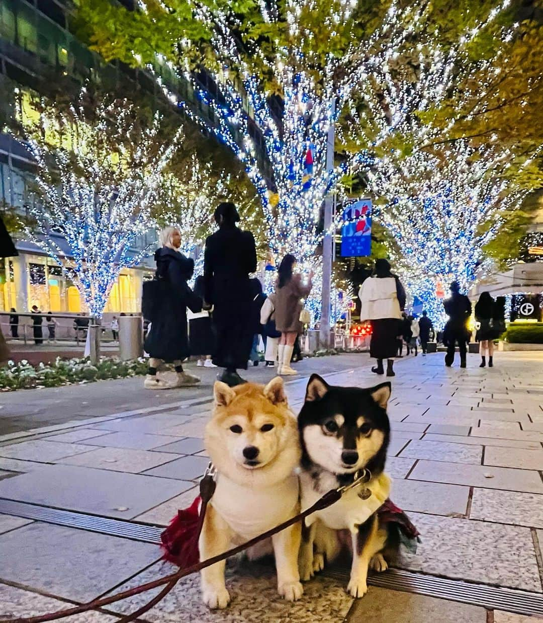 豆柴なつ&ふゆさんのインスタグラム写真 - (豆柴なつ&ふゆInstagram)「Tokyo night view😆⭐️ 東京夜景旅行🗼😆⭐️  #けやき坂  #東京旅行 #東京 #tokyo #夜景 #都会    #trip  #犬連れ旅行　#旅行 #ワンコと旅行 #犬と旅行  #犬のいる暮らし  #しばいぬ #シバフル #わんダフォ #shibamania  #shiba_snap  #instashiba#cutedogs  #柴犬#shiba #shibainu #shibastagram #pecoいぬ部 #shibainumag_feature #dogoftheday  #🐕📷 #theshibasociety」11月30日 19時41分 - mameshiba.natsuinu56