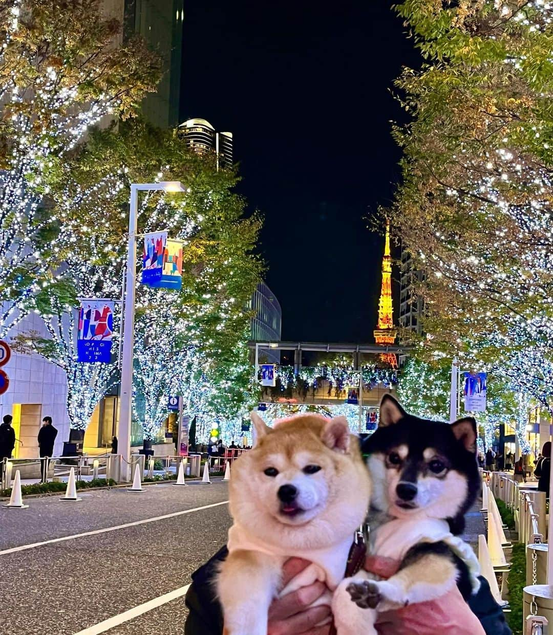 豆柴なつ&ふゆのインスタグラム：「Tokyo night view😆⭐️ 東京夜景旅行🗼😆⭐️  #けやき坂  #東京旅行 #東京 #tokyo #夜景 #都会    #trip  #犬連れ旅行　#旅行 #ワンコと旅行 #犬と旅行  #犬のいる暮らし  #しばいぬ #シバフル #わんダフォ #shibamania  #shiba_snap  #instashiba#cutedogs  #柴犬#shiba #shibainu #shibastagram #pecoいぬ部 #shibainumag_feature #dogoftheday  #🐕📷 #theshibasociety」