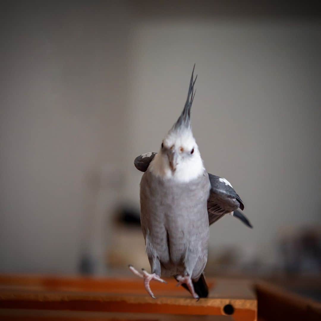 YURAPOi ゆらぽぃのインスタグラム：「Jump over the gap ! スキマを飛び越えるゆらセンパイ!  📸🐦✈️  おうちと、おうちのスキマのジャンプを繰り返すゆらセンパイの一瞬の羽ばたきをお楽しみください^_^💦  #YURAPOi #bird  #Cockatiel  #calopsita  #オカメインコ #インコ #ゆらぽぃ #WeeklyFluff #ゆらちゃん #ゆらセンパイ #yura #鳥 #小鳥  #インコ部 #インコスタグラム #ふわもこ部 #もふもふ #birdgram #birdstagram #birdlife #birdlove #birdlover #birdphotography #ジャンプ　#jumpover #jump」