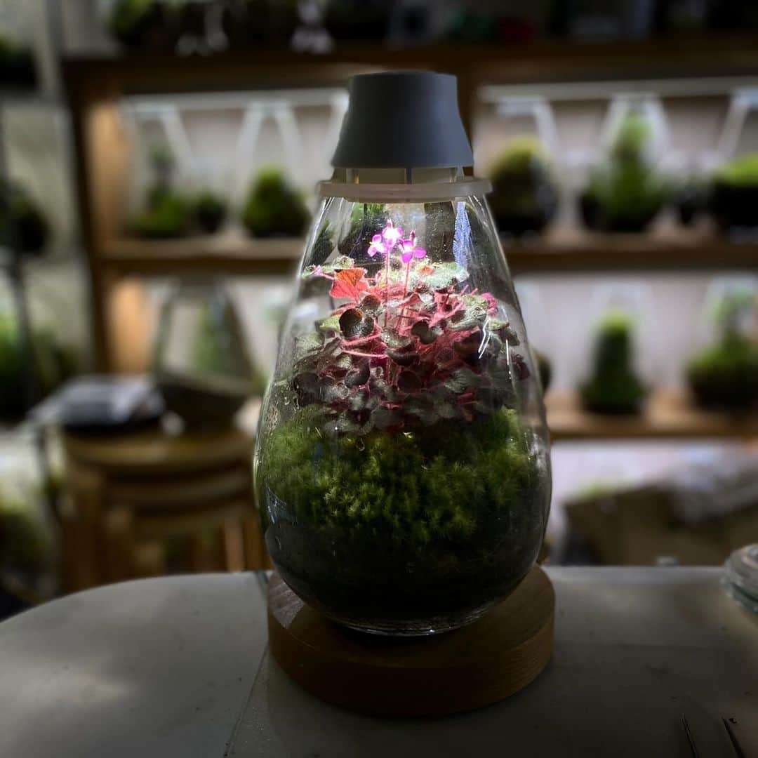 Mosslight-LEDさんのインスタグラム写真 - (Mosslight-LEDInstagram)「Mosslight   Sonerila dongnathamensis  ソネリラ・ドンナサメンシス  #mosslight #モスライト #terrarium#テラリウム」11月30日 19時46分 - mosslight1955