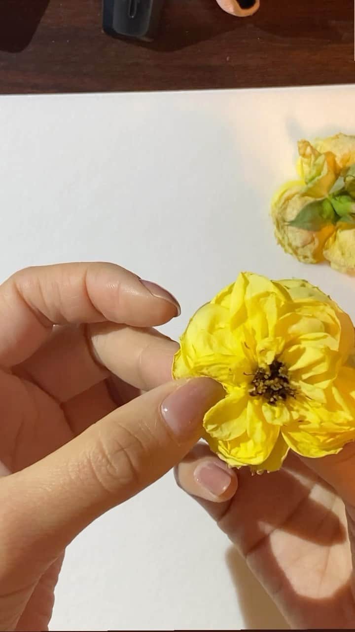 高柳愛実のインスタグラム：「. 黄色の薔薇を押し花にしてみることに。 開くと別の花みたいでこれまた可愛い！ 上手くできるといいなー☺︎」