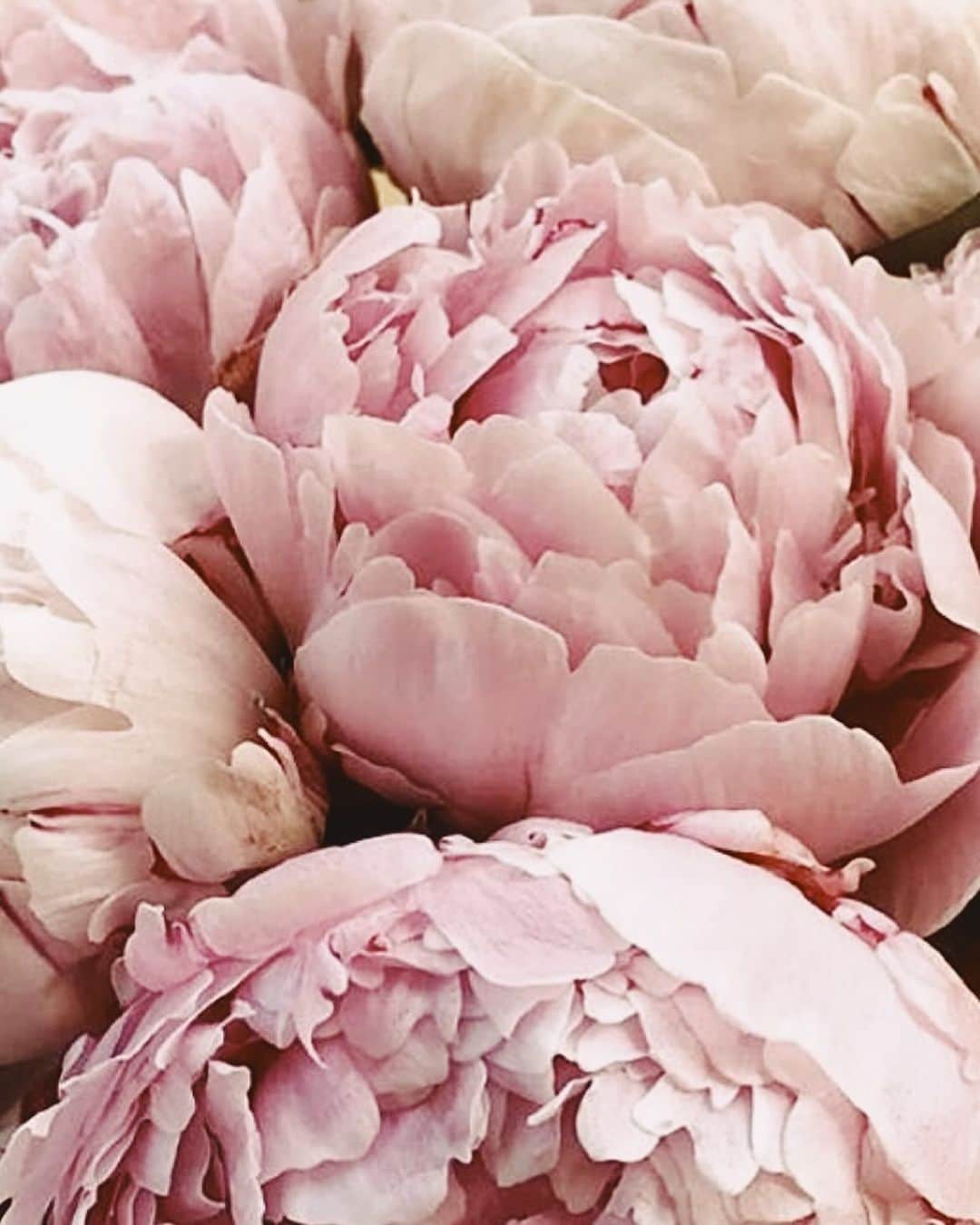 Yukicoのインスタグラム：「🍃🌸🍃🌸🍃  ————————————————————— 見てくださる方にプラスになる投稿をしていきます 是非いいね♡フォロー♡ よろしくお願いいたします𓅟 私の写真の編集については フォトレッスンでレクチャーをしています —————————————————————  #flowers#flowerpower#flowerphotography#flowerporn#flowerslovers#flowerstagram#bouquet#bouquets#btsarmy#jiminpen#btsjimin #ジミンペン」