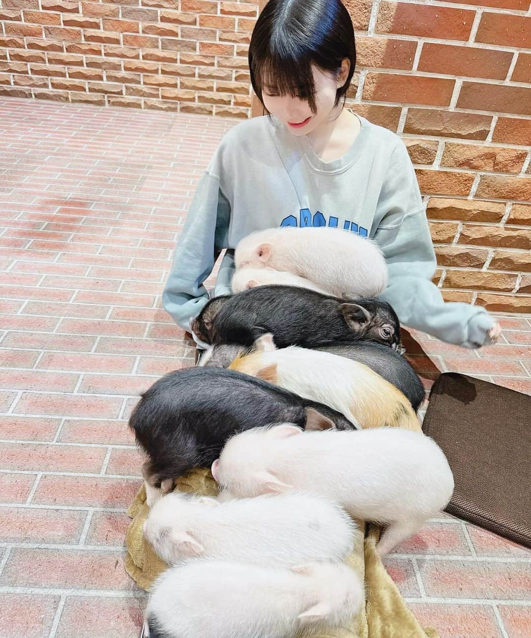 辰巳シーナのインスタグラム：「マイブーム🐖 脚の上に眠りにくっついてきた🐖 幸せな重み🐖」