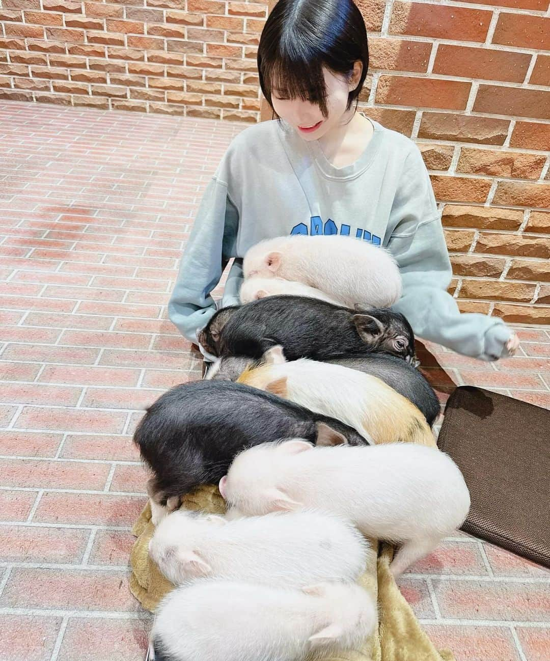 辰巳シーナさんのインスタグラム写真 - (辰巳シーナInstagram)「マイブーム🐖 脚の上に眠りにくっついてきた🐖 幸せな重み🐖」11月30日 20時01分 - tatumi_shina