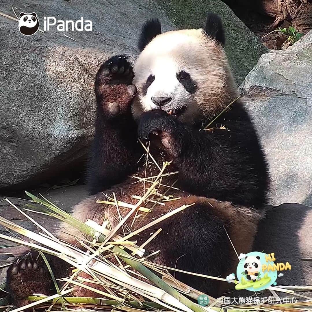 iPandaのインスタグラム：「The sunlight is dazzling, so lucky that I was born with a pair of sunglasses. (Qing Lu) 🐼 🐼 🐼 #Panda #iPanda #Cute #HiPanda #PandaTime #CCRCGP   For more panda information, please check out: https://en.ipanda.com」