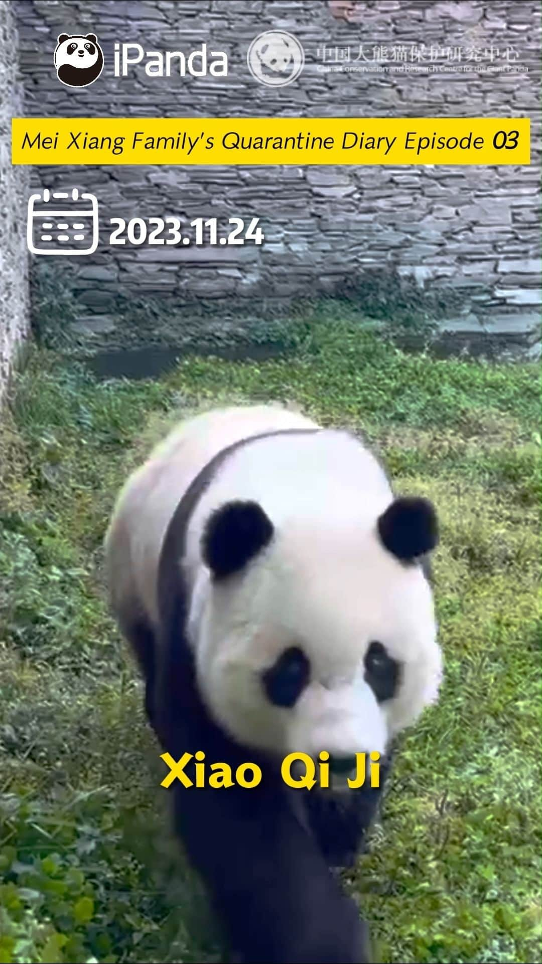 iPandaのインスタグラム：「Nanny feeds Mei Xiang fresh apples, and trains Xiao Qi Ji to finish his panda bread. Surrounded by a variety of food, giant panda Mei Xiang's family must be in great joy. Let’s take a quick look at how giant panda Mei Xiang’s family adapted their lives after getting back home.  🐼 🐼 🐼 #Panda #iPanda #Cute #CCRCGP #PandaNews #ChinaUS #FriendshipMessenger #ReturnOfPandas #pandastory #pandaxiaoqiji #pandameixiang #pandatiantian #littlemiracle  For more panda information, please check out: https://en.ipanda.com」