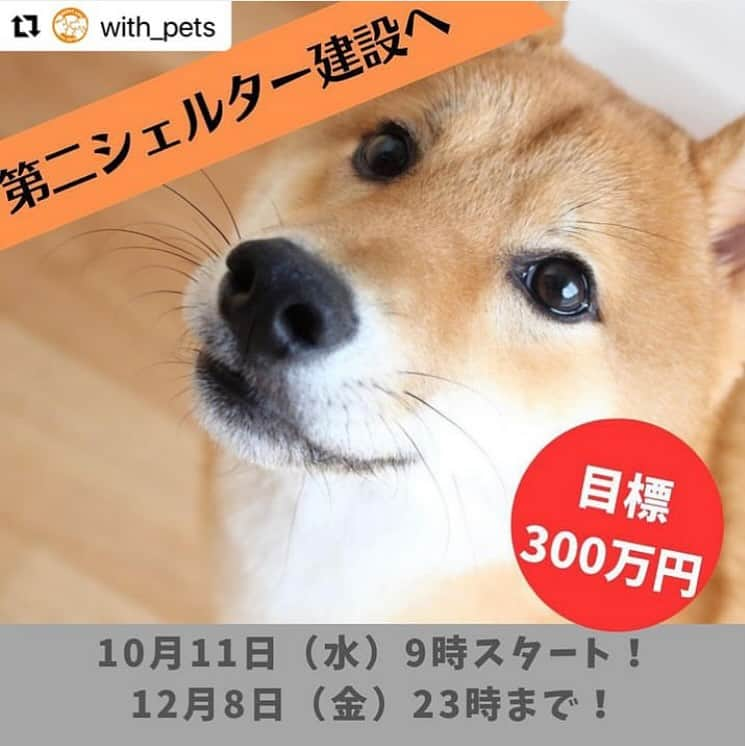 甲斐麻美さんのインスタグラム写真 - (甲斐麻美Instagram)「・ 残り8日！ あと一歩で、初のクラウドファンディング 目標達成です🙌  わたしたちも応援しています！  ペットと暮らそう様(動物共生推進事業様)が 千葉県松戸市に保護いぬネコの 第ニシェルターを建設するために、 クラウドファンディングに挑戦されています！　  いぬネコちゃんのたくさんの幸せを願って、 わたしたちもこのプロジェクトを応援しています！  ペットと暮らそう様の熱き想いと いぬとわたし廣政の願いを リンク先よりぜひご覧下さい。  一つでも多くの幸せが訪れますように✨  〜保護いぬネコの第ニシェルター建設へ〜 ペットと暮らそう様 @with_pets   📎https://readyfor.jp/projects/withpets1122?sns_share_token=5ea51459f5a6243039db&utm_source=pj_share_url&utm_medium=social  #Repost @with_pets with @use.repost ・・・ おはようございます☀ すっかり秋らしくなってきましたが皆さんいかがお過ごしですか？🍁 ペットと暮らそうの保護犬猫たちは、今日も朝から「ごはんー！」「さんぽーまだー！」ととっても元気です（笑）  今日はお知らせと報告があります。 千葉県柏市に次ぐ第二の保護シェルターを松戸市に建設することになり 本日9時から「皆さまのとともに保護譲渡活動ができる場を！第二のシェルター建設へ」のクラウドファンディングがスタートしました！ ここでは「保護犬猫のために何かしたい」「1頭でも多くの犬猫を救いたい」と願う同じ想いを持った方たちと一緒に 譲渡会の運営や保護犬猫のお世話、正しい知識の啓蒙活動、保護犬猫に関するあらゆる情報発信を行っていきたいと考えています。 第二シェルターが出来ることで、今よりも多くの犬猫たちを救うことに繋がり、 この子たちとの出会いを通して里親さんの幸せにも繋がります。 多くの笑顔が溢れるプロジェクトであり、私たちにとっても大きな挑戦です。 SNSでの拡散、直接のご支援、応援メッセージなどなんでも構いません。 おひとりおひとりの支えが大きな力となります。 どうか皆さまの温かい応援をよろしくお願いいたしますm(__)m 2023年10月11日（水）9時スタート 2023年12月8日（金）23時締め切り 目標額300万円 プロジェクトの確認、ご支援はこちらからお願いします↓ 「皆様とともに保護譲渡活動ができる場を！第二シェルター建設へ」　  https://readyfor.jp/projects/withpets1122」11月30日 20時38分 - inuto_watashi