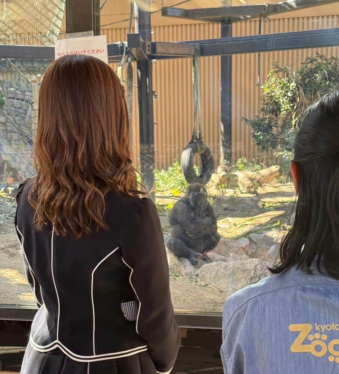 水田詩織さんのインスタグラム写真 - (水田詩織Instagram)「🦍🫶  #京都市動物園　#動物園　#ゴリラ」11月30日 20時47分 - mizutashiorin