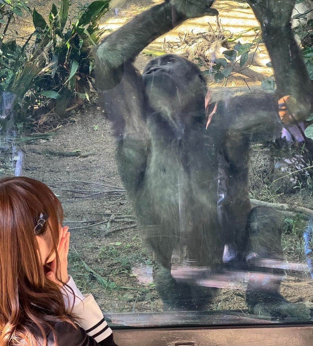 水田詩織さんのインスタグラム写真 - (水田詩織Instagram)「🦍🫶  #京都市動物園　#動物園　#ゴリラ」11月30日 20時47分 - mizutashiorin