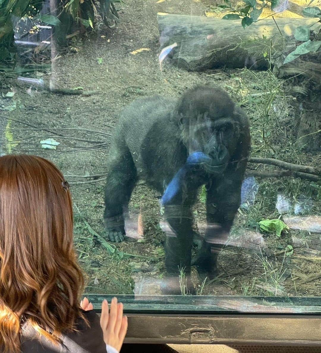 水田詩織さんのインスタグラム写真 - (水田詩織Instagram)「🦍🫶  #京都市動物園　#動物園　#ゴリラ」11月30日 20時47分 - mizutashiorin