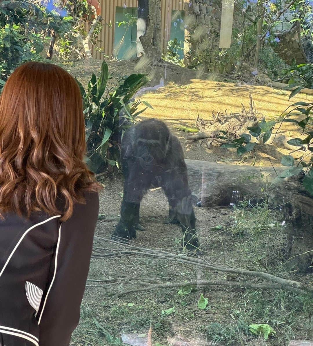 水田詩織さんのインスタグラム写真 - (水田詩織Instagram)「🦍🫶  #京都市動物園　#動物園　#ゴリラ」11月30日 20時47分 - mizutashiorin