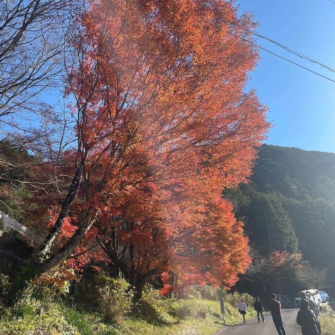 山田あかりさんのインスタグラム写真 - (山田あかりInstagram)「四国八十八景に選ばれている #こけむしろ ってカフェに行ってきたよ🥰♥  自然がいっぱいで紅葉も綺麗だった♥ 水が流れる音、木々が揺れる音ぜんぶ好きだなー🌳🍃 癒されながらお抹茶とデザートを頂いたよ🍨🍓  癒されたい人、ぜひ音ありできいてみてね♡ 自然、大好き🐰🌱𓂃 𓈒𓏸  四国に旅行に来た人、四国に住んでる人は行ってほしい場所🏠 私たちは15時くらいに行ったんだけど、 デザートのシフォンケーキがラスト1つずつだったから 行く人は早めがおすすめ！  🐑💤月曜日 🏠火～日曜日営業 ⏰10:00-17:00 📍愛媛県西予市宇和町信里2099  トップス＆ベルト @shein_japan  ベルト ID:12982219 しっかりした素材でキラキラがかわいい😍 407円だったよ！  トップス ID:20872696 1826円 ちょっぴりセクシーでかわいい🐰 生地はもちもちしてて高みえすると思う！  クーポンコード♥️23BF79 ※0-5999円で15%オフ 6000円以上のご購入で20％オフ 利用期限:2023年11月10日〜2023年12月31日 ※SHEINアカウント１つにつき三回までクーポン使えるよ！  スカート @grl_official   #AD #こけむしろカフェ #四国八十八景 #苔筵 #苔が好き #癒される風景 #癒される場所 #愛媛観光 #愛媛カフェ #愛媛旅行 #四国旅行 #四国カフェ #こけむしろ行きたい #カフェ巡り #自然が好きな人と繋がりたい #SHEIN #sheinクーポン #grl #グレイル #ブルベ夏コーデ #ブルベ冬コーデ」11月30日 21時04分 - akari030201