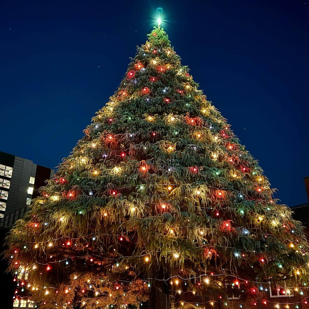 牛窪万里子さんのインスタグラム写真 - (牛窪万里子Instagram)「昨日はクリスマスツリーが🎄煌めく立教大学のキャンパス内にあるセントポールズ会館で某代理店社内向け研修会に登壇しました♪  #立教大学 #立教大学セントポールズ会館 #講演 #講演会 #コミュニケーション」11月30日 21時04分 - mariko_ushikubo