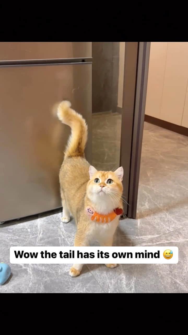 Cute Pets Dogs Catsのインスタグラム：「Wow the tail has its own mind 😅  Credit: adorable @开水胡迪 - DY ** For all crediting issues and removals pls 𝐄𝐦𝐚𝐢𝐥 𝐮𝐬 ☺️  𝐍𝐨𝐭𝐞: we don’t own this video/pics, all rights go to their respective owners. If owner is not provided, tagged (meaning we couldn’t find who is the owner), 𝐩𝐥𝐬 𝐄𝐦𝐚𝐢𝐥 𝐮𝐬 with 𝐬𝐮𝐛𝐣𝐞𝐜𝐭 “𝐂𝐫𝐞𝐝𝐢𝐭 𝐈𝐬𝐬𝐮𝐞𝐬” and 𝐨𝐰𝐧𝐞𝐫 𝐰𝐢𝐥𝐥 𝐛𝐞 𝐭𝐚𝐠𝐠𝐞𝐝 𝐬𝐡𝐨𝐫𝐭𝐥𝐲 𝐚𝐟𝐭𝐞𝐫.  We have been building this community for over 6 years, but 𝐞𝐯𝐞𝐫𝐲 𝐫𝐞𝐩𝐨𝐫𝐭 𝐜𝐨𝐮𝐥𝐝 𝐠𝐞𝐭 𝐨𝐮𝐫 𝐩𝐚𝐠𝐞 𝐝𝐞𝐥𝐞𝐭𝐞𝐝, pls email us first. **」