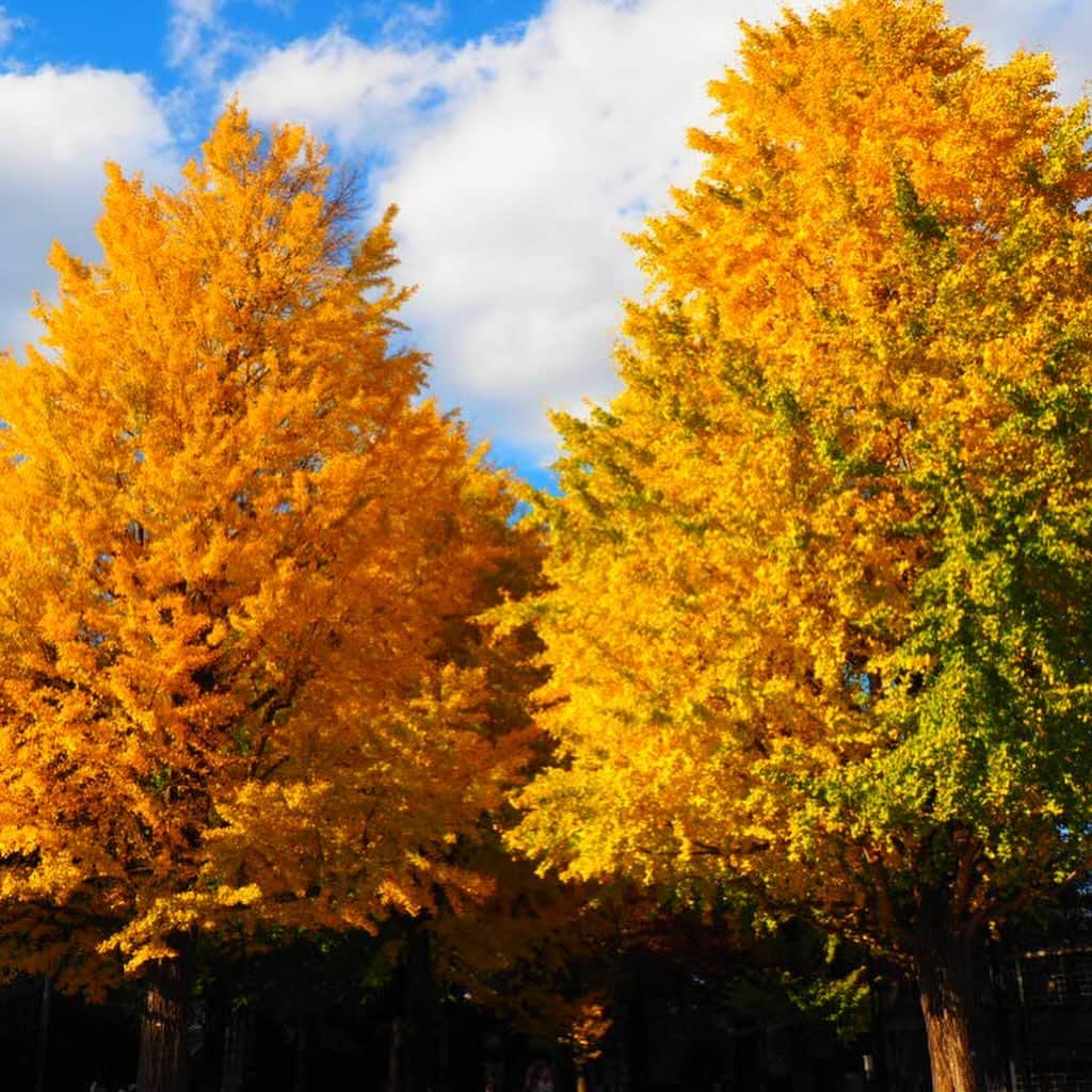 富田麻帆さんのインスタグラム写真 - (富田麻帆Instagram)「秋だね〜🍂✨」11月30日 21時38分 - maho_tomita6261