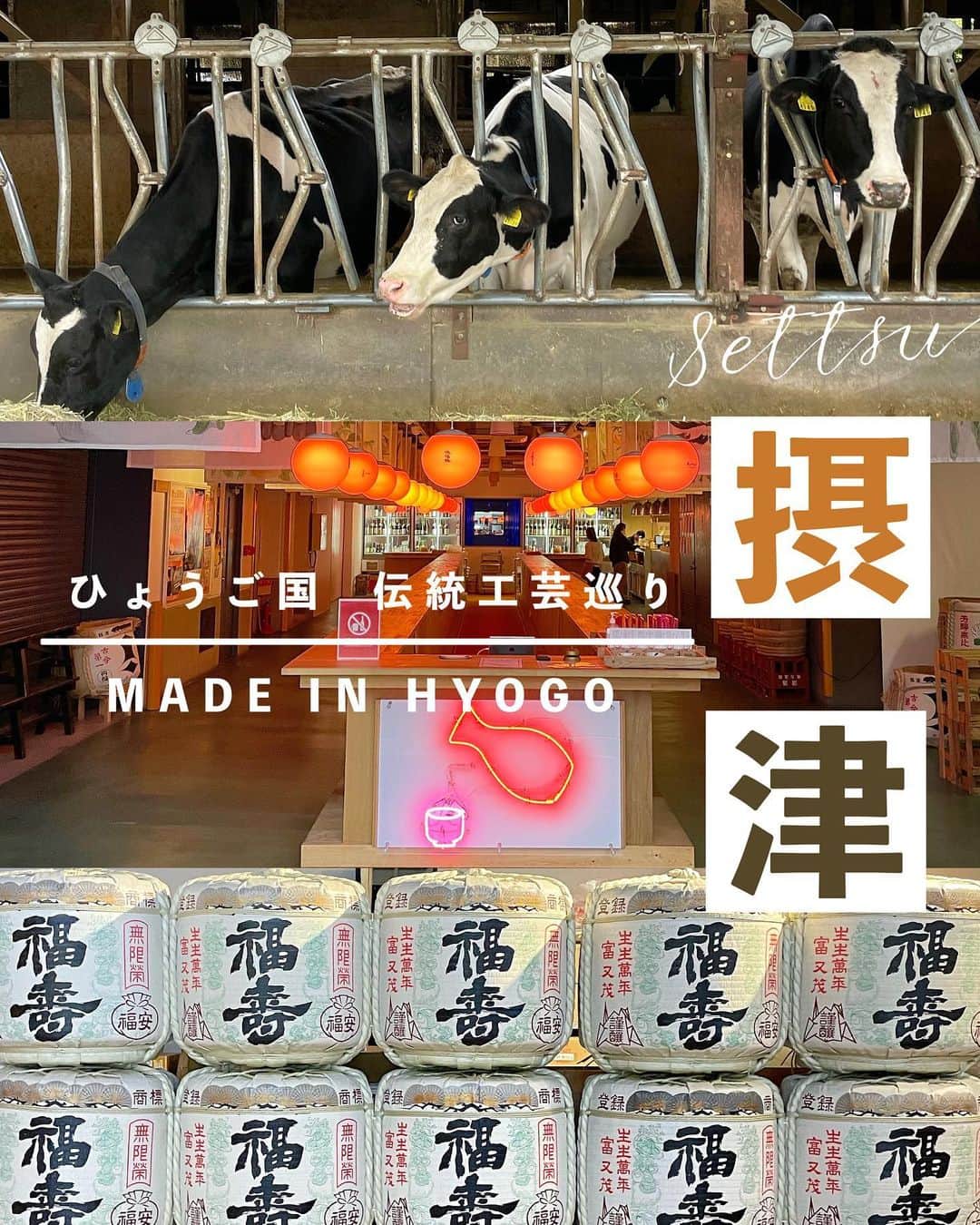 ウラリエさんのインスタグラム写真 - (ウラリエInstagram)「ひょうご国 伝統工芸めぐり ♻️ 淡路・但馬・播磨・丹波に続き ラストは、地元神戸のあるエリア 摂津🗾 . どこも行ったことある場所なんやけど 改めて、お話を聞いて取材させてもらって めっちゃ楽しかったーーー🤤💟 . 📍 #弓削牧場 @yugefarm ==================== チーズを中心とした乳製品を生産 🧀🥛 加工する牧場 🐮 自家製のカマンベールや フロマージュフレ、低温殺菌ノンホモ牛乳が人気✨ 食事ができるレストランやショップも 併設していていて、ライブなどの イベントやウェディングも👰‍♀️🤵‍♂️💓 牧場結婚式めっちゃえーやんなあ💐💒 弓削牧場では、牛にストレスを与えない 育て方をされていて、食べ物にこだわったり 24時間放牧されていて、搾乳ロボットを 導入されています🐄 敷地内で育ててるハーブや、お花は🌼 牛ふんを使用していて、堆肥と液肥に 使い分けられていて🌱🌿 どの植物やお花も、ピンピンしていて 生き生きしている印象でした🍀 このハーブや、自家製のチーズ、スイーツを レストランで食べれるんやけど...🍽 どれも美味しすぎて。。。💟 行ったときはまだやったけど、 チーズフォンデュも楽しめるみたい🧀🫕 またお天気のいい日に、テラスで🐶連れて 行きたいなーーー🌳 . 📍#神戸酒心館 @kobe_shushinkan_fukuju ====================== 手作りにこだわる酒蔵として、 十三代にわたり #福寿 の名を 守り続けられています🍶 ガラス越しから仕込み室の 大きなタンクなどの蔵見学も出来て 👀 世界16言語の🌍 多言語リーフレットも設置されています📙 ショップでは日本酒の試飲や、蔵出しの 日本酒や限定酒🍶特産品などの販売も👛 純米吟醸ソフトクリームもオススメ🍦 一番人気の酒粕バタークッキーが🍪 サクサクホロでめっちゃ美味しい✨ 神戸土産にもオススメです🛍 . 📍#灘五郷酒所 @nadagogosakedokoro  ============================= 灘五郷26蔵の日本酒と旬、地元、相性、発酵を テーマにした食が楽しめる元酒蔵の飲食店🍶 500余年の歴史を受け継ぐ剣菱酒造の 酒蔵を改装して、昨年オープンした🆕 神戸で話題のHOT SPOT 🔥 お酒と共に楽しめる食をお届けしながら イベントなどを通して日本酒の 新たな魅力を発信✨ 灘五郷の特徴的な5種の日本酒と 季節の小皿3皿のペアリング🥢 灘五郷酒所セットが、オススメ☝️ ̖́- 日本酒のイラストがネオンになっていたり 全長50mのカウンターの先には 日本酒の巨大タンクが 🌈 ライトアップされていたり、映え空間 間違いなし👍👍👍))) . #pr#兵庫県#hyogo#兵庫伝統工芸 #伝統工芸#地場産業#神戸市 #灘五郷#yugefarm#神戸市北区#神戸市東灘区 #ひょうご国#兵庫観光#兵庫旅行 #ウラリエが行くひょうご五国旅 #神戸ファッション協会」11月30日 21時48分 - urarie83