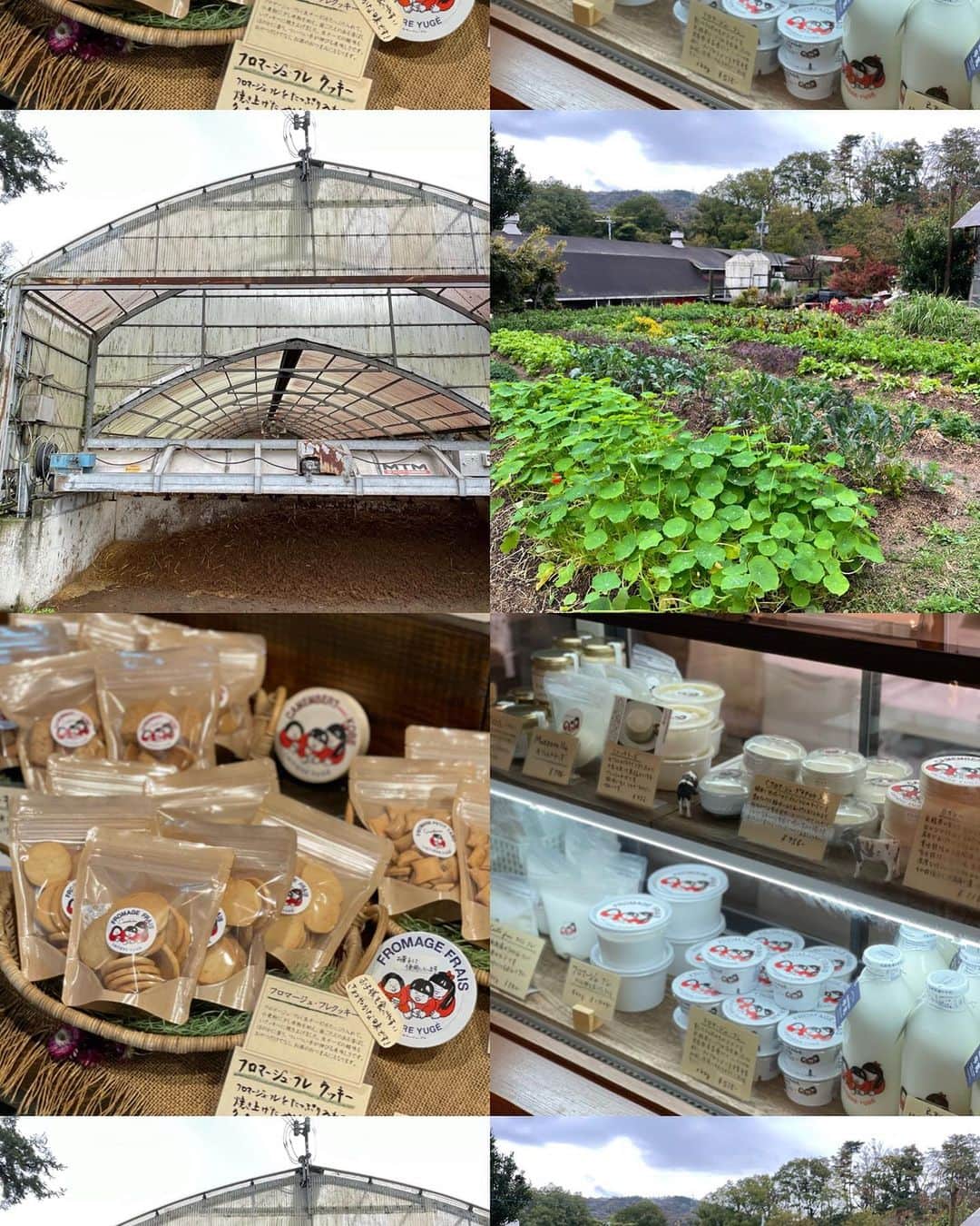 ウラリエさんのインスタグラム写真 - (ウラリエInstagram)「ひょうご国 伝統工芸めぐり ♻️ 淡路・但馬・播磨・丹波に続き ラストは、地元神戸のあるエリア 摂津🗾 . どこも行ったことある場所なんやけど 改めて、お話を聞いて取材させてもらって めっちゃ楽しかったーーー🤤💟 . 📍 #弓削牧場 @yugefarm ==================== チーズを中心とした乳製品を生産 🧀🥛 加工する牧場 🐮 自家製のカマンベールや フロマージュフレ、低温殺菌ノンホモ牛乳が人気✨ 食事ができるレストランやショップも 併設していていて、ライブなどの イベントやウェディングも👰‍♀️🤵‍♂️💓 牧場結婚式めっちゃえーやんなあ💐💒 弓削牧場では、牛にストレスを与えない 育て方をされていて、食べ物にこだわったり 24時間放牧されていて、搾乳ロボットを 導入されています🐄 敷地内で育ててるハーブや、お花は🌼 牛ふんを使用していて、堆肥と液肥に 使い分けられていて🌱🌿 どの植物やお花も、ピンピンしていて 生き生きしている印象でした🍀 このハーブや、自家製のチーズ、スイーツを レストランで食べれるんやけど...🍽 どれも美味しすぎて。。。💟 行ったときはまだやったけど、 チーズフォンデュも楽しめるみたい🧀🫕 またお天気のいい日に、テラスで🐶連れて 行きたいなーーー🌳 . 📍#神戸酒心館 @kobe_shushinkan_fukuju ====================== 手作りにこだわる酒蔵として、 十三代にわたり #福寿 の名を 守り続けられています🍶 ガラス越しから仕込み室の 大きなタンクなどの蔵見学も出来て 👀 世界16言語の🌍 多言語リーフレットも設置されています📙 ショップでは日本酒の試飲や、蔵出しの 日本酒や限定酒🍶特産品などの販売も👛 純米吟醸ソフトクリームもオススメ🍦 一番人気の酒粕バタークッキーが🍪 サクサクホロでめっちゃ美味しい✨ 神戸土産にもオススメです🛍 . 📍#灘五郷酒所 @nadagogosakedokoro  ============================= 灘五郷26蔵の日本酒と旬、地元、相性、発酵を テーマにした食が楽しめる元酒蔵の飲食店🍶 500余年の歴史を受け継ぐ剣菱酒造の 酒蔵を改装して、昨年オープンした🆕 神戸で話題のHOT SPOT 🔥 お酒と共に楽しめる食をお届けしながら イベントなどを通して日本酒の 新たな魅力を発信✨ 灘五郷の特徴的な5種の日本酒と 季節の小皿3皿のペアリング🥢 灘五郷酒所セットが、オススメ☝️ ̖́- 日本酒のイラストがネオンになっていたり 全長50mのカウンターの先には 日本酒の巨大タンクが 🌈 ライトアップされていたり、映え空間 間違いなし👍👍👍))) . #pr#兵庫県#hyogo#兵庫伝統工芸 #伝統工芸#地場産業#神戸市 #灘五郷#yugefarm#神戸市北区#神戸市東灘区 #ひょうご国#兵庫観光#兵庫旅行 #ウラリエが行くひょうご五国旅 #神戸ファッション協会」11月30日 21時48分 - urarie83