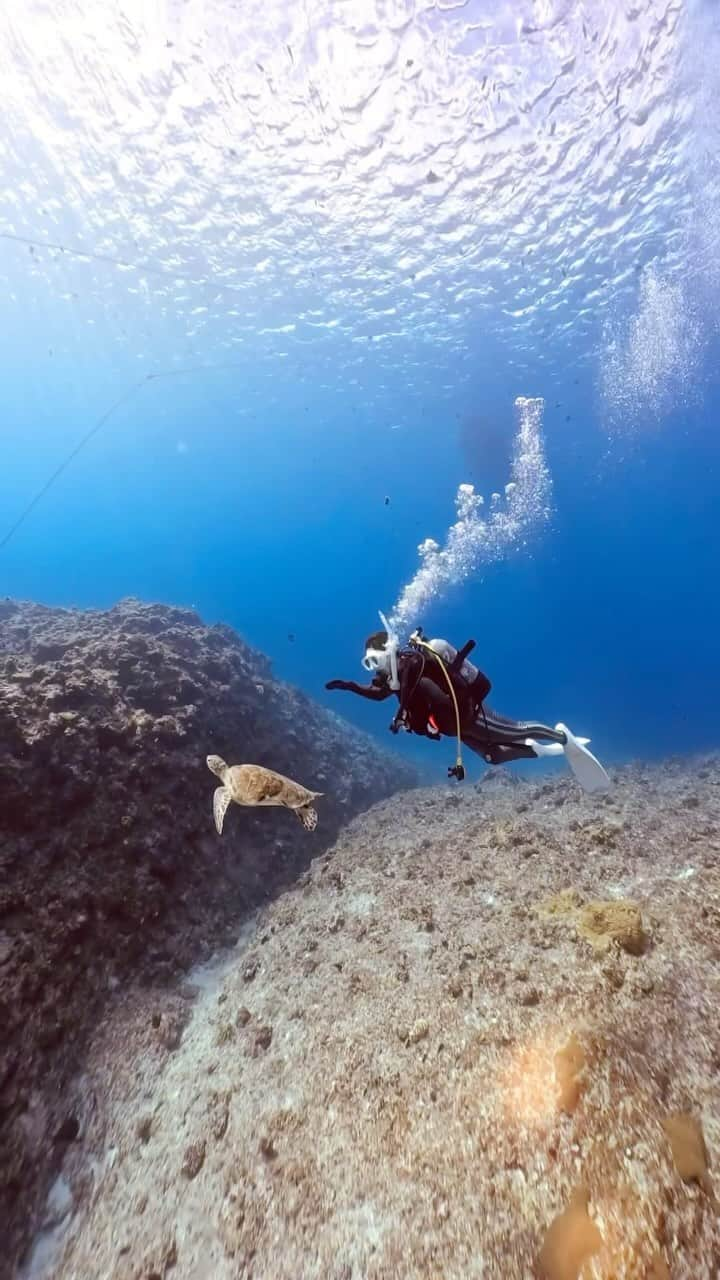 大関れいかのインスタグラム：「. 小さめ亀ちゃん可愛かった🐢 このあともしばらく一緒に泳いでくれて くるくるして遊んでた🫧 宮古島の海はほんとに素晴らしい〜 早く夏来ないかなーー☀️  🛥️ @aquastory_miyakoisland  📷 @saaaaaki712   #宮古島#ダイビング」