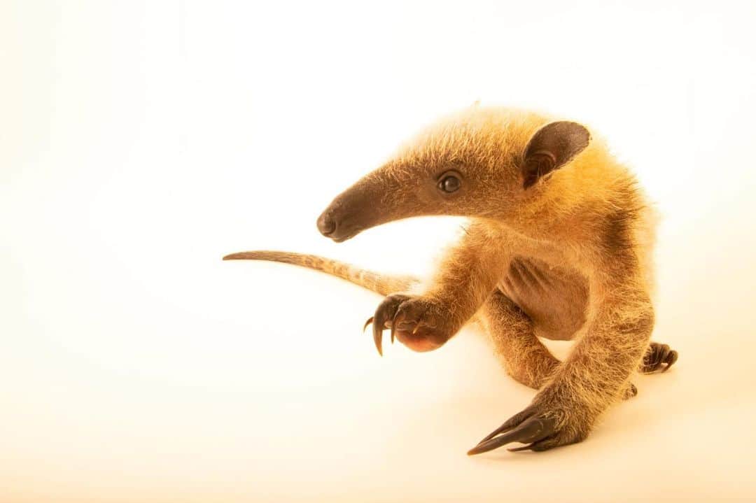 Joel Sartoreのインスタグラム：「Meet Trompie, a five-month-old northern tamandua @LasPumasCR. This species’ strange looks work to its advantage in its forest and scrub habitat, where it spends most of the day sleeping in trees, then venturing onto the ground at night in search of food. Tamanduas have a long, prehensile (grasping) tail that can be used as an extra hand or foot while climbing trees, and a specialized mouth and tongue allow these guys to consume up to 9,000 ants a day. And the purpose of that thick, kinky hair? To protect the tamanduas from being bitten by angry ants as they dine!   #tamandua #animal #wildlife #photography #animalphotography #wildlifephotography #studioportrait #PhotoArk @insidenatgeo」