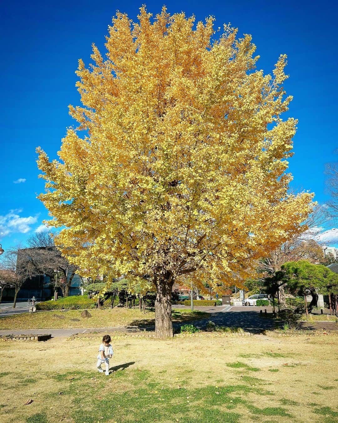 酒井健太のインスタグラム：「いちょー  #銀杏」