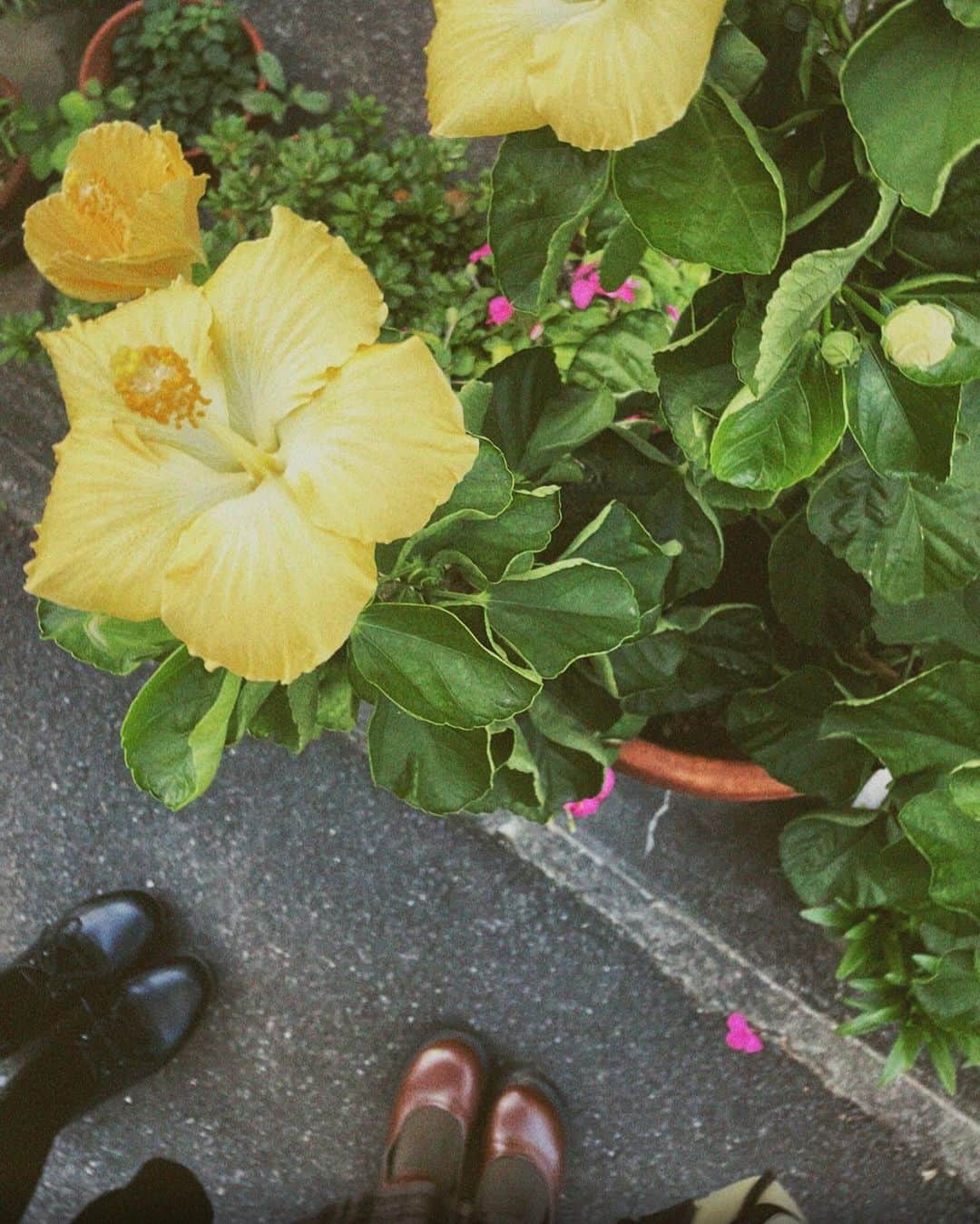 新田湖子のインスタグラム：「そろそろお花屋さん行って冬のお花お家に迎えようかな🪻」