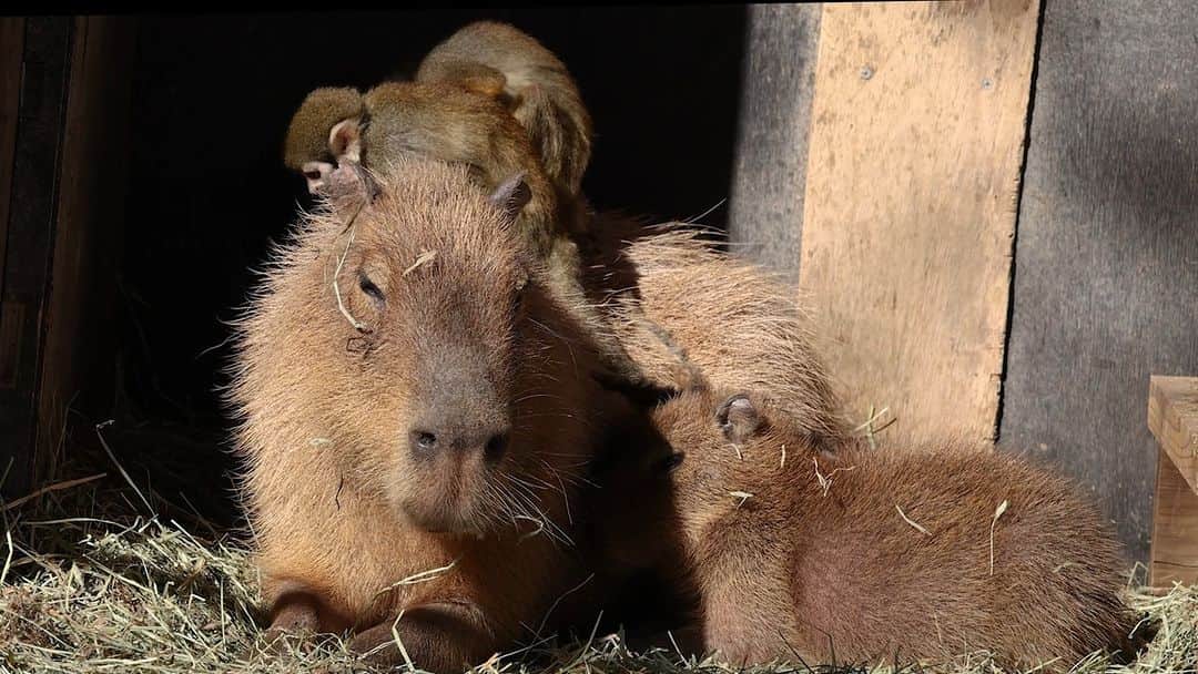 渡辺克仁のインスタグラム：「今日はポカポカでした。  カピバラ達にとっては絶好のお昼寝日和でした。  偶にリスザルもやってきます。  #カピバラ #水豚 #capybara #東武動物公園  #可愛い #かわいい #pretty #癒し #埼玉県」