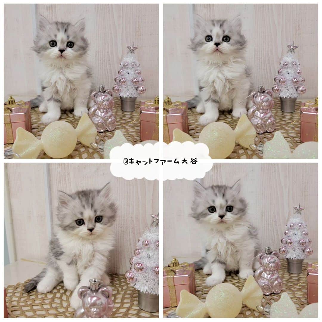 マンチカン(munchkin)キャットファーム大谷さんのインスタグラム写真 - (マンチカン(munchkin)キャットファーム大谷Instagram)「Sさまご契約にゃんこちゃん❤️  ❁*·⑅❁*·⑅❁*·⑅❁*·⑅❁*·⑅❁*·  お店は、月・木曜日が定休日です。 現在、完全予約制になっておりますので ご来店される際はお店へお電話かメールにてご連絡くださいませ🙇‍♀️  お待ちしております🎵  ❁*·⑅❁*·⑅❁*·⑅❁*·⑅❁*·⑅❁*·  #キャットファーム大谷 #まんちかん #マンチカン #ネコ #こねこ #にゃんこ #猫ちゃん #ねこ部 #ニャンスタグラム #猫 #ねこ #子猫 #モフモフ #モフモフねこ #ミヌエット #短足 #ねこすたぐらむ #愛猫 #かわいい #ふわもこ部」11月30日 22時09分 - roytar222