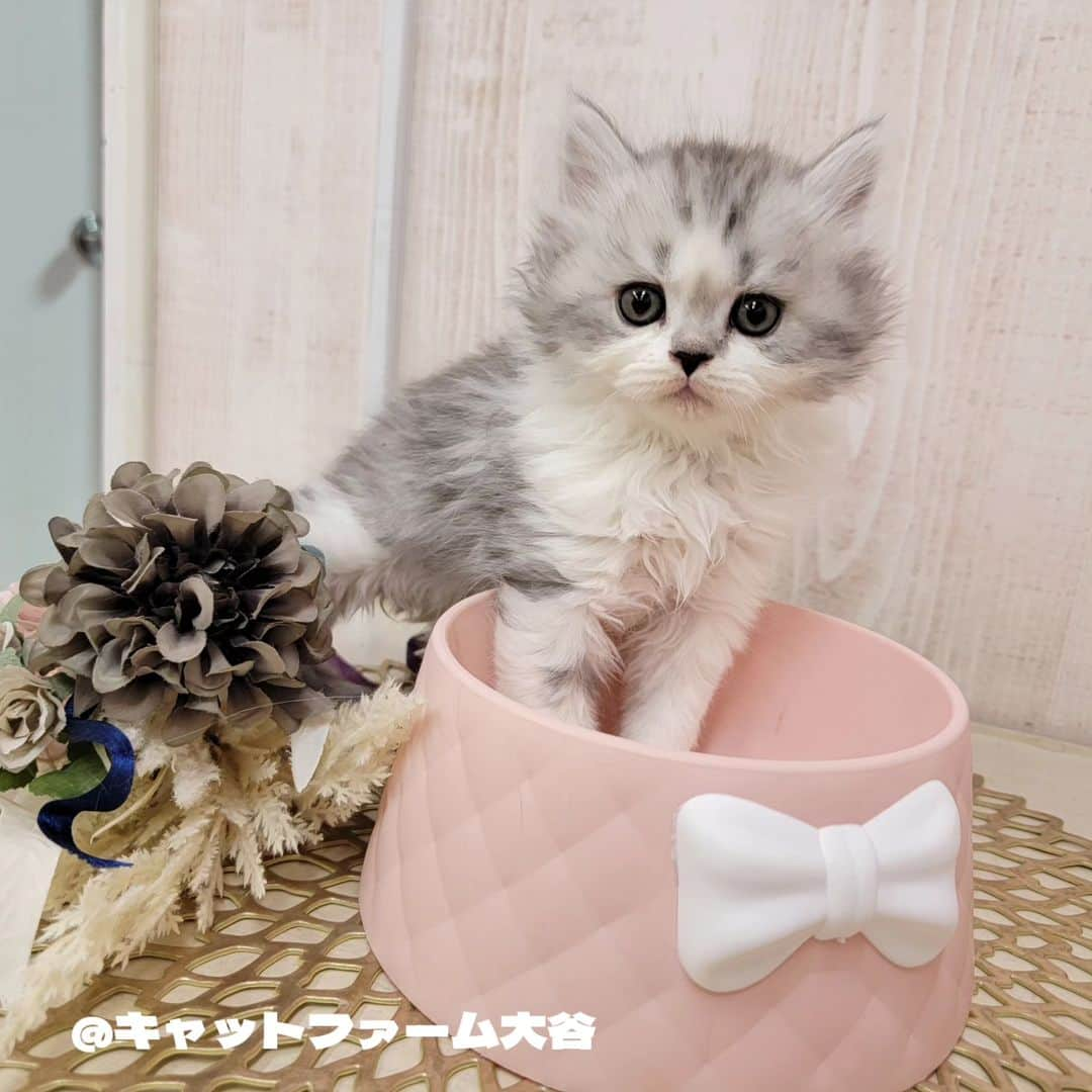 マンチカン(munchkin)キャットファーム大谷さんのインスタグラム写真 - (マンチカン(munchkin)キャットファーム大谷Instagram)「Sさまご契約にゃんこちゃん❤️  ❁*·⑅❁*·⑅❁*·⑅❁*·⑅❁*·⑅❁*·  お店は、月・木曜日が定休日です。 現在、完全予約制になっておりますので ご来店される際はお店へお電話かメールにてご連絡くださいませ🙇‍♀️  お待ちしております🎵  ❁*·⑅❁*·⑅❁*·⑅❁*·⑅❁*·⑅❁*·  #キャットファーム大谷 #まんちかん #マンチカン #ネコ #こねこ #にゃんこ #猫ちゃん #ねこ部 #ニャンスタグラム #猫 #ねこ #子猫 #モフモフ #モフモフねこ #ミヌエット #短足 #ねこすたぐらむ #愛猫 #かわいい #ふわもこ部」11月30日 22時09分 - roytar222