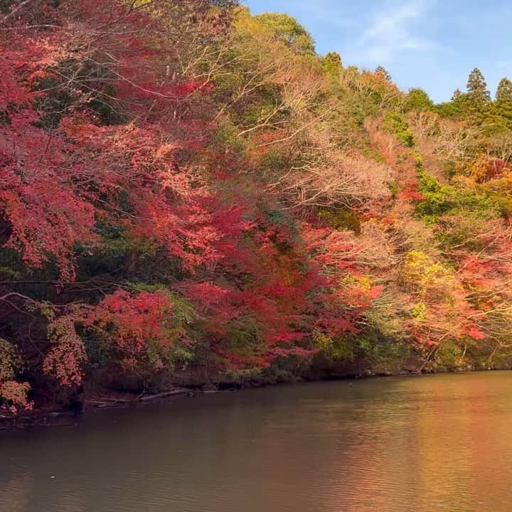 金田久美子のインスタグラム：「やっとゆっくり旅行に行けました♪ 紅葉🍁がちょうど綺麗でした。 #鴨川 #亀山湖紅葉クルーズ  #紅葉 #吉夢 #屋上露天風呂」