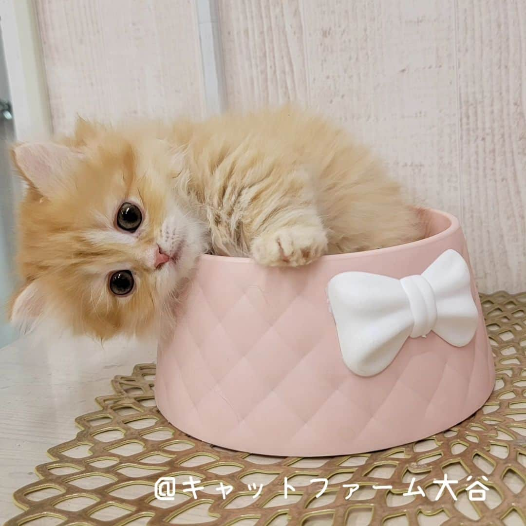 マンチカン(munchkin)キャットファーム大谷さんのインスタグラム写真 - (マンチカン(munchkin)キャットファーム大谷Instagram)「Tさまご契約にゃんこちゃん❤️  ❁*·⑅❁*·⑅❁*·⑅❁*·⑅❁*·⑅❁*·  お店は、月・木曜日が定休日です。 現在、完全予約制になっておりますので ご来店される際はお店へお電話かメールにてご連絡くださいませ🙇‍♀️  お待ちしております🎵  ❁*·⑅❁*·⑅❁*·⑅❁*·⑅❁*·⑅❁*·  #キャットファーム大谷 #まんちかん #マンチカン #ネコ #こねこ #にゃんこ #猫ちゃん #ねこ部 #ニャンスタグラム #猫 #ねこ #子猫 #モフモフ #モフモフねこ #ミヌエット #短足 #ねこすたぐらむ #愛猫 #かわいい #ふわもこ部 #猫のいる暮らし #マンチカンブリーダー #ミヌエットブリーダー」11月30日 22時35分 - roytar222