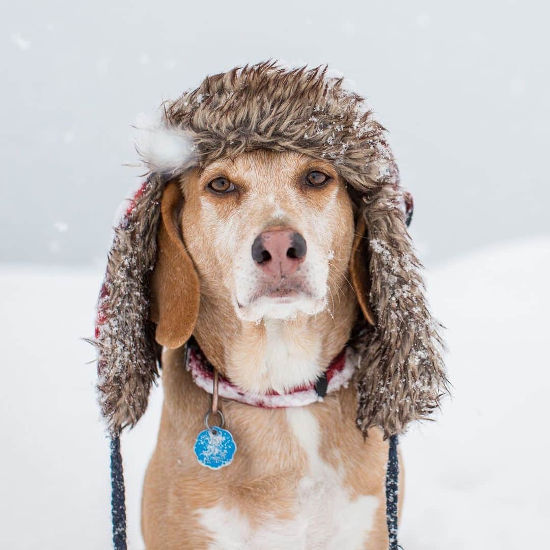 アニマルプラネットのインスタグラム：「Ready for December?   📷: Tudor Costache  #dogsofig  #snowseason」
