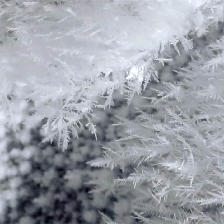 Discoveryのインスタグラム：「Cold enough for ya? ❄  These ice crystals form at sub-zero temps as moisture in the air condenses almost instantaneously. The crystals form in a natural fractal pattern.   #winter #snowseason #science」