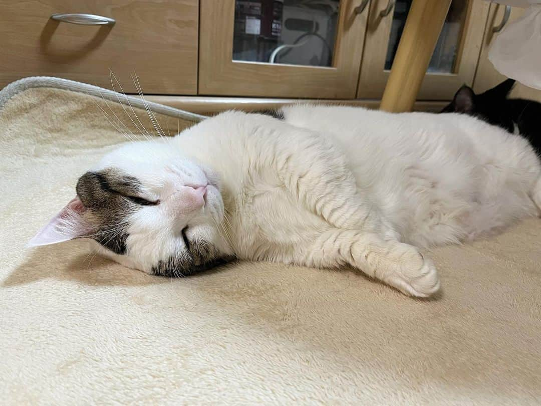 ひのき猫のインスタグラム：「おネムです🐑💤  ・ ・ ・  #ひのき猫  #豆大福  #ぽっちゃり猫  #ひまわり  #ママ猫  #お世話好き  #秀吉  #ぬいぐるみ猫  #パパ猫  #もふもふ猫  #みんなおねむ  #かわいい猫  #猫との生活  #cats  #catstagram  #cutecats  #にゃんすたぐらむ  #やっぱり枕」