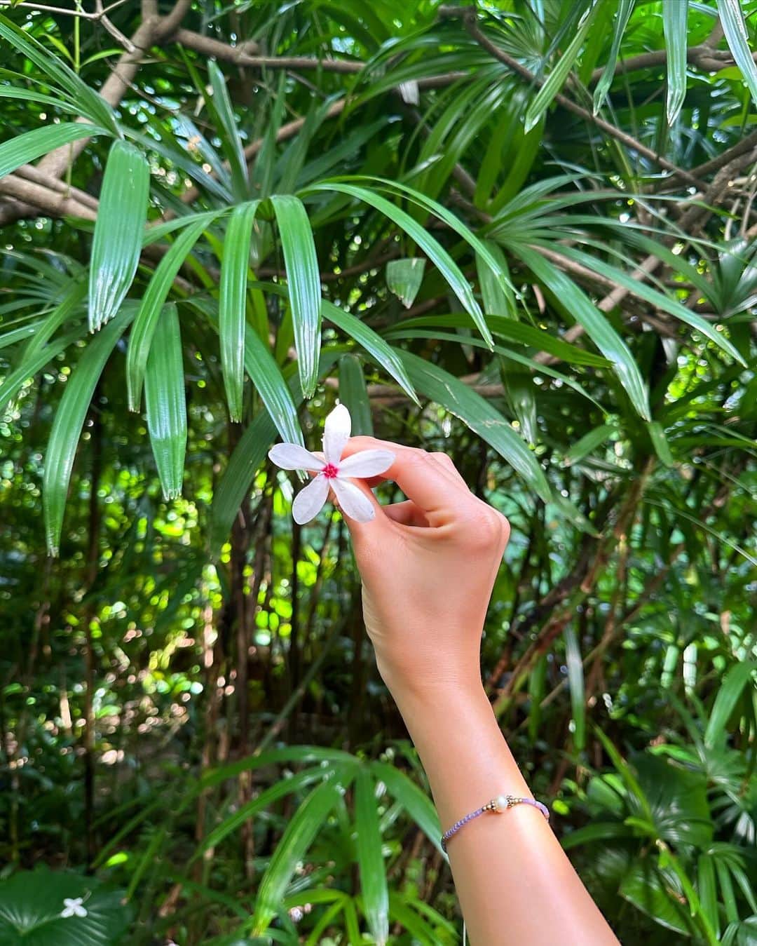 近藤夏子のインスタグラム：「.   お花が好きで気がついたらたくさん写真を撮っていました。  自分の部屋に飾れるような心落ち着いた生活に憧れます💭🤍 　  夏休みの朝顔研究が懐かしい〜。 　 　 .」