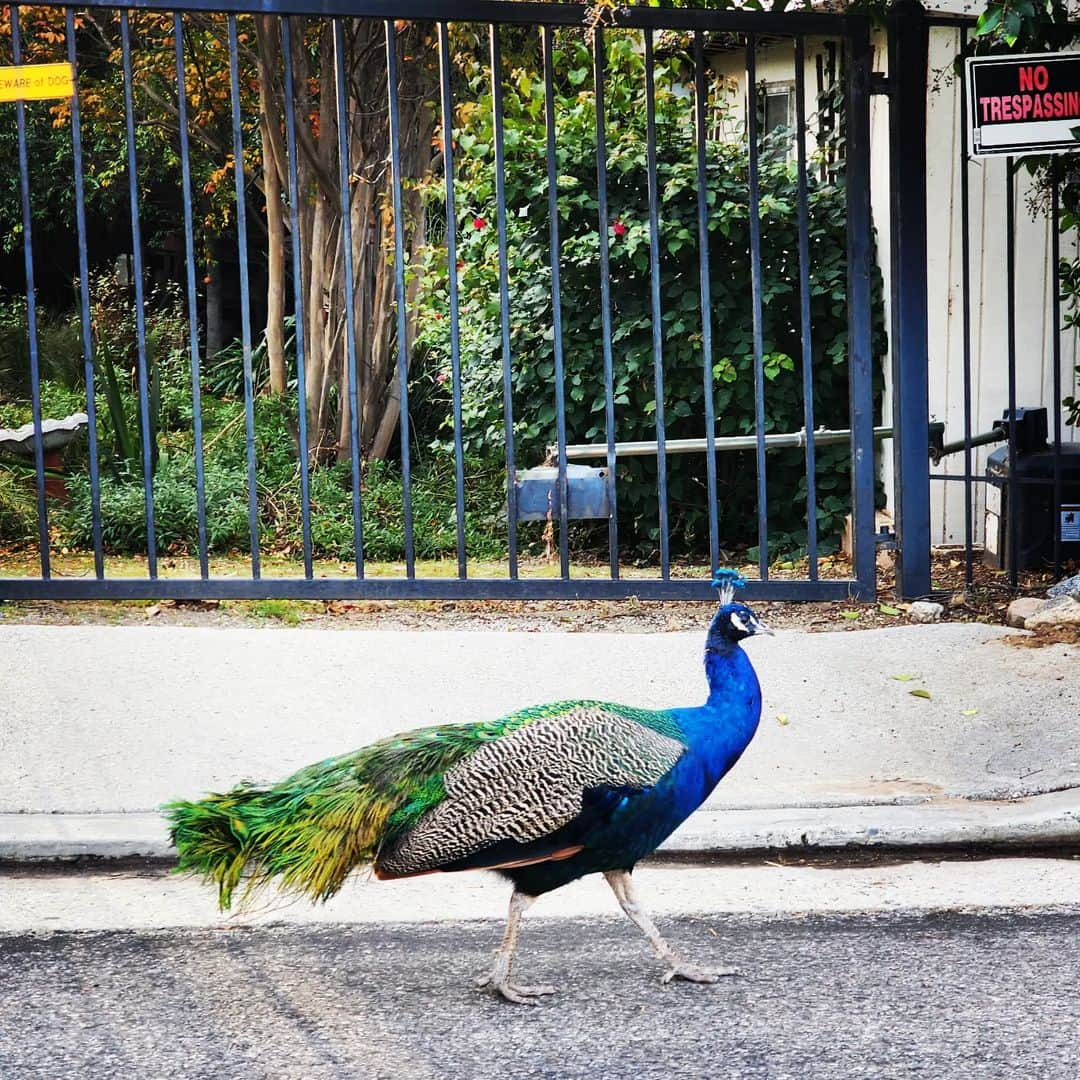 ガソリングラマーさんのインスタグラム写真 - (ガソリングラマーInstagram)「Morning Peacock 🦚✨ #peacock #peacocksrule #peacockempire #ilovepeacocks #peacocktime #peacockmagic #shadowhills #THANKYOU #wildpeacocks #peacockdaddy #peacockmagic #peacocks #peafowl」11月30日 23時11分 - gasolineglamour