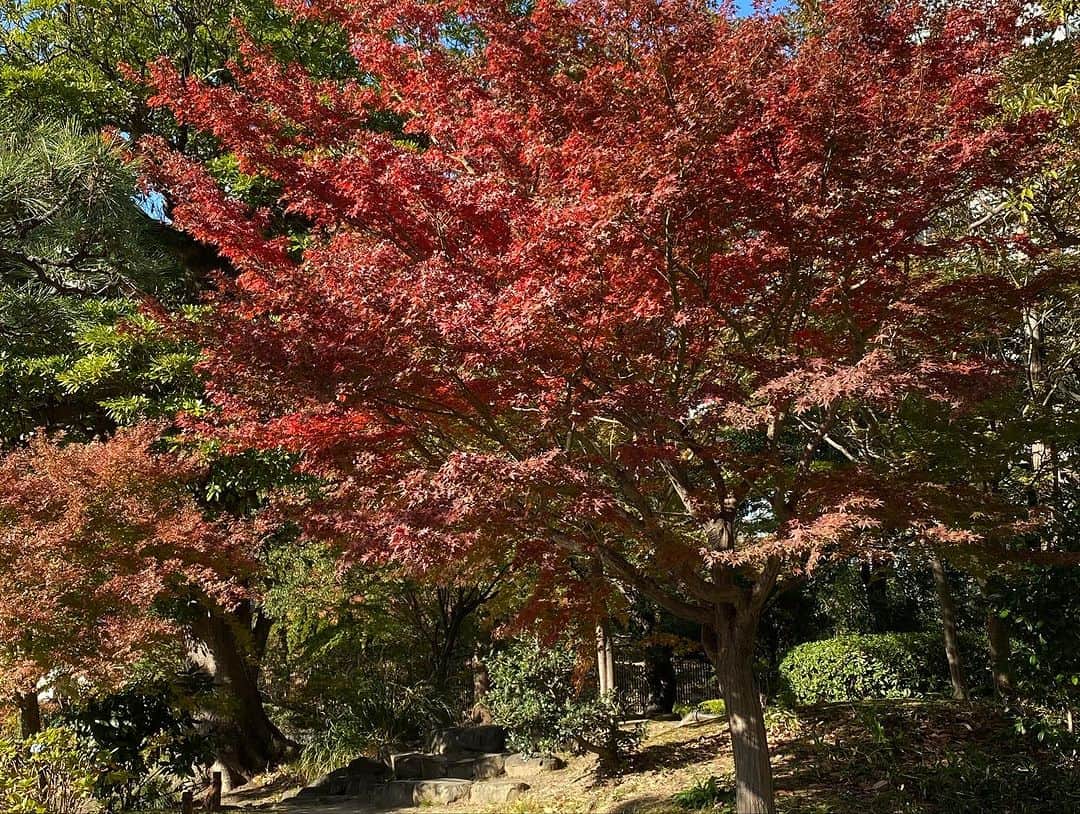 InterContinental Tokyo Bayさんのインスタグラム写真 - (InterContinental Tokyo BayInstagram)「. ホテルから徒歩８分のところにある旧芝離宮庭園では、紅葉を見ることができます🍁  今週末くらいまで見頃となりますので、お近くにいらした際は立ち寄られてはいかがでしようか。  ホテル近隣には、浜離宮庭園もございます。  #ホテルインターコンチネンタル東京ベイ  #intercontinentaltokyobay  #インターコンチネンタル東京ベイ  #intercontinental  #紅葉スポット #旧芝離宮庭園  #浜松町 #紅葉 #紅葉狩り #🍁  #ホテル近隣スポット #浜離宮庭園 もおすすめ #秋のお出かけ #autumnleaves」11月30日 23時13分 - intercontitokyobay