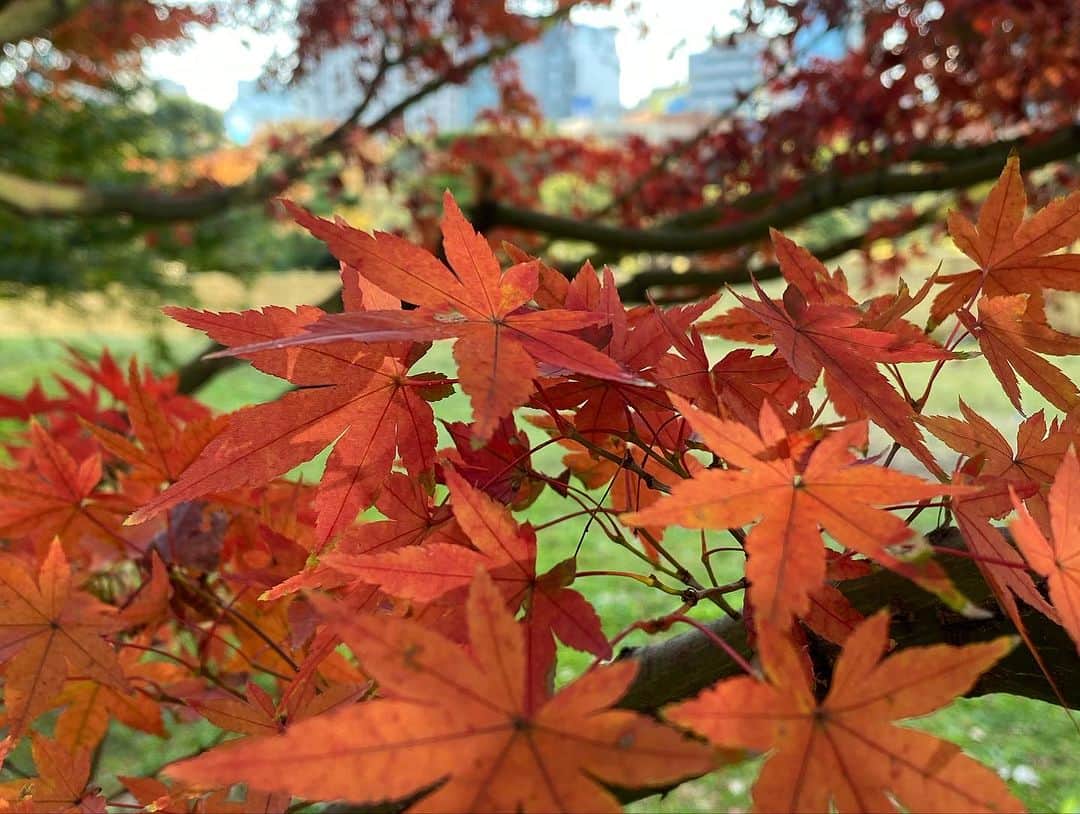 InterContinental Tokyo Bayさんのインスタグラム写真 - (InterContinental Tokyo BayInstagram)「. ホテルから徒歩８分のところにある旧芝離宮庭園では、紅葉を見ることができます🍁  今週末くらいまで見頃となりますので、お近くにいらした際は立ち寄られてはいかがでしようか。  ホテル近隣には、浜離宮庭園もございます。  #ホテルインターコンチネンタル東京ベイ  #intercontinentaltokyobay  #インターコンチネンタル東京ベイ  #intercontinental  #紅葉スポット #旧芝離宮庭園  #浜松町 #紅葉 #紅葉狩り #🍁  #ホテル近隣スポット #浜離宮庭園 もおすすめ #秋のお出かけ #autumnleaves」11月30日 23時13分 - intercontitokyobay