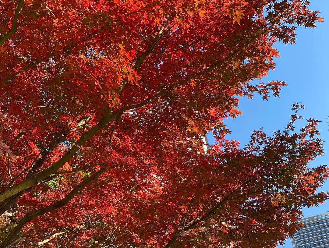 InterContinental Tokyo Bayさんのインスタグラム写真 - (InterContinental Tokyo BayInstagram)「. ホテルから徒歩８分のところにある旧芝離宮庭園では、紅葉を見ることができます🍁  今週末くらいまで見頃となりますので、お近くにいらした際は立ち寄られてはいかがでしようか。  ホテル近隣には、浜離宮庭園もございます。  #ホテルインターコンチネンタル東京ベイ  #intercontinentaltokyobay  #インターコンチネンタル東京ベイ  #intercontinental  #紅葉スポット #旧芝離宮庭園  #浜松町 #紅葉 #紅葉狩り #🍁  #ホテル近隣スポット #浜離宮庭園 もおすすめ #秋のお出かけ #autumnleaves」11月30日 23時13分 - intercontitokyobay