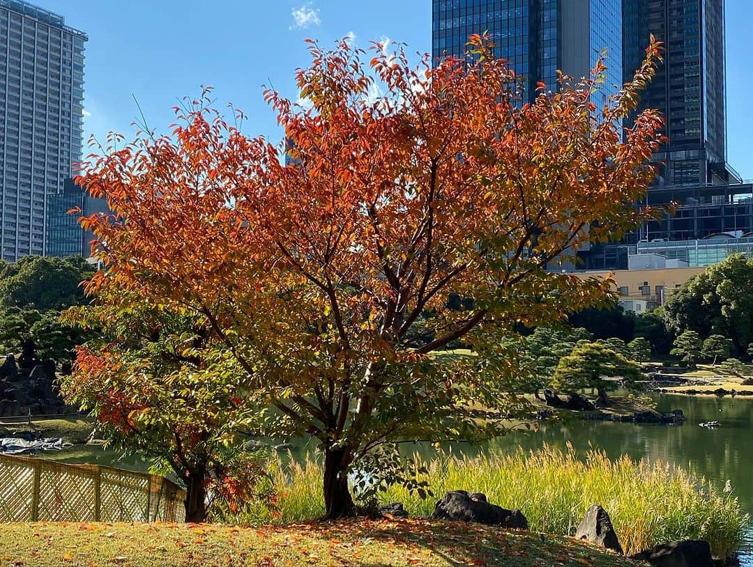 InterContinental Tokyo Bayさんのインスタグラム写真 - (InterContinental Tokyo BayInstagram)「. ホテルから徒歩８分のところにある旧芝離宮庭園では、紅葉を見ることができます🍁  今週末くらいまで見頃となりますので、お近くにいらした際は立ち寄られてはいかがでしようか。  ホテル近隣には、浜離宮庭園もございます。  #ホテルインターコンチネンタル東京ベイ  #intercontinentaltokyobay  #インターコンチネンタル東京ベイ  #intercontinental  #紅葉スポット #旧芝離宮庭園  #浜松町 #紅葉 #紅葉狩り #🍁  #ホテル近隣スポット #浜離宮庭園 もおすすめ #秋のお出かけ #autumnleaves」11月30日 23時13分 - intercontitokyobay