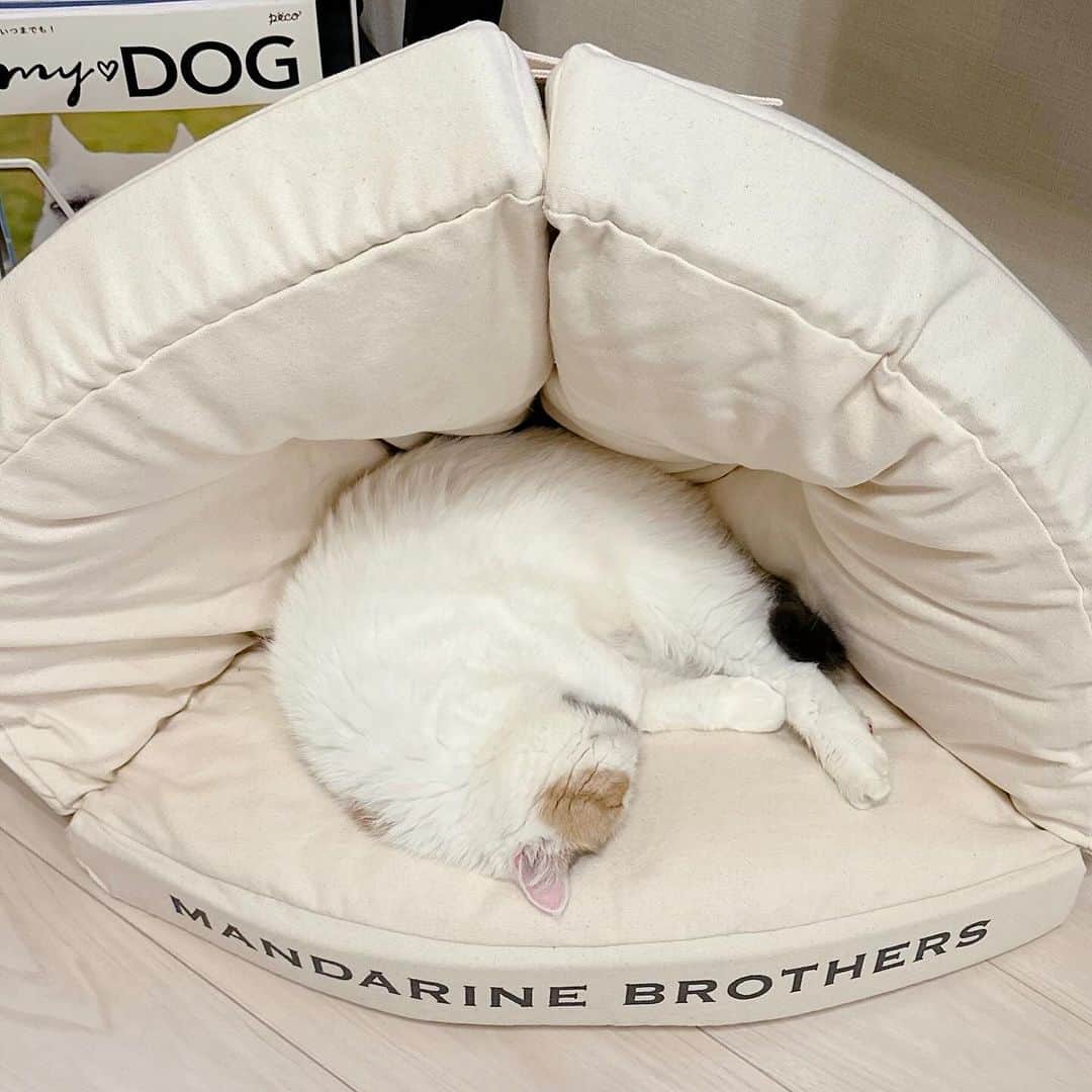 Udon うどんさんのインスタグラム写真 - (Udon うどんInstagram)「先日購入したベッド。気に入ったようで一日ほとんどここで過ごしてる。今日は床暖の上でゴロゴロ。 #全部目が細い  . #猫 #エキゾチックショートヘア #エキゾチック #猫のいる暮らし #犬のいる暮らし #犬と猫のいる暮らし #異國短毛貓 #ねこ」11月30日 23時21分 - udon_mama