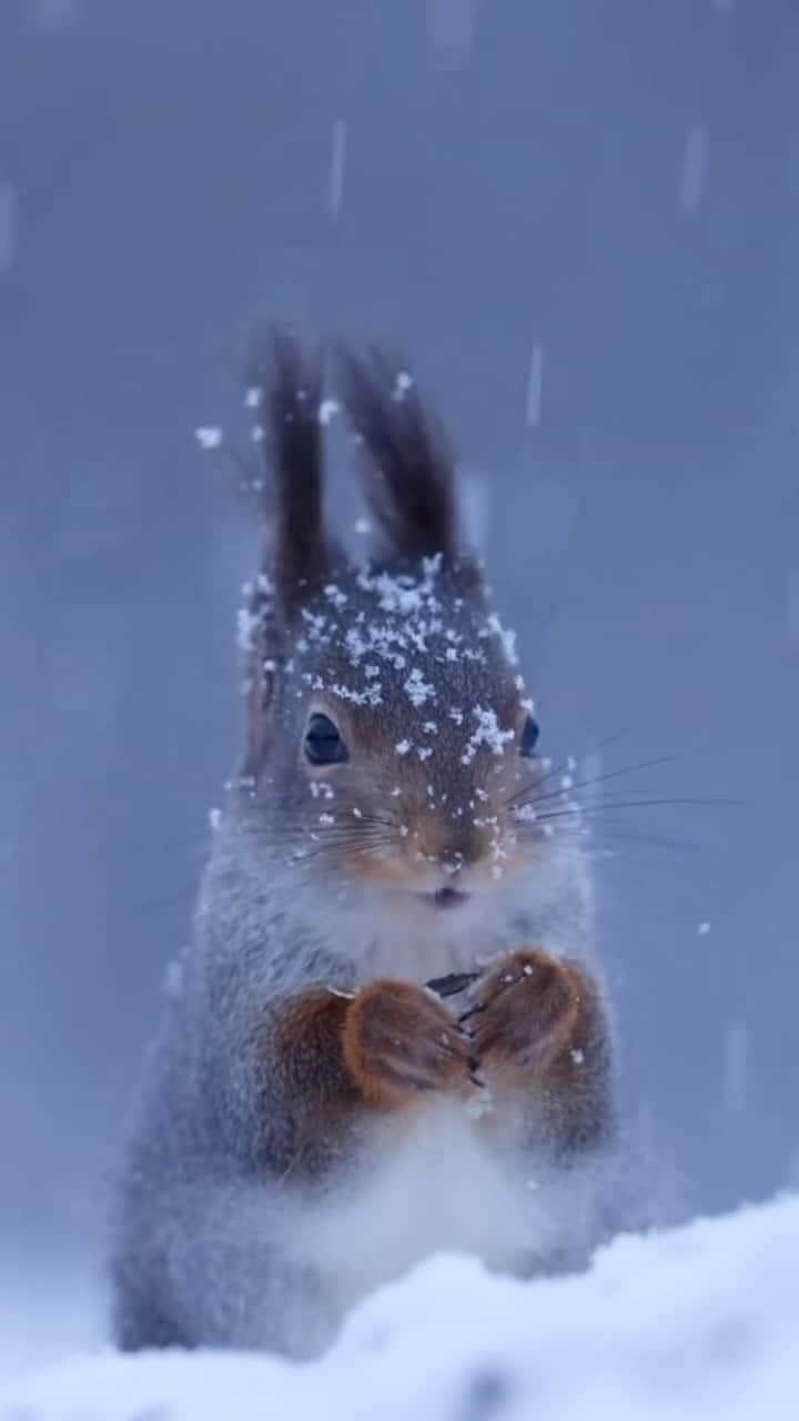 Wonderful Placesのインスタグラム：「Winter squirrel by @daniconnorwild 😍🐿️❄️ How adorable is this? Tag your animal love friends!!! . 📹 @daniconnorwild  #wonderful_places for a feature ♥️」