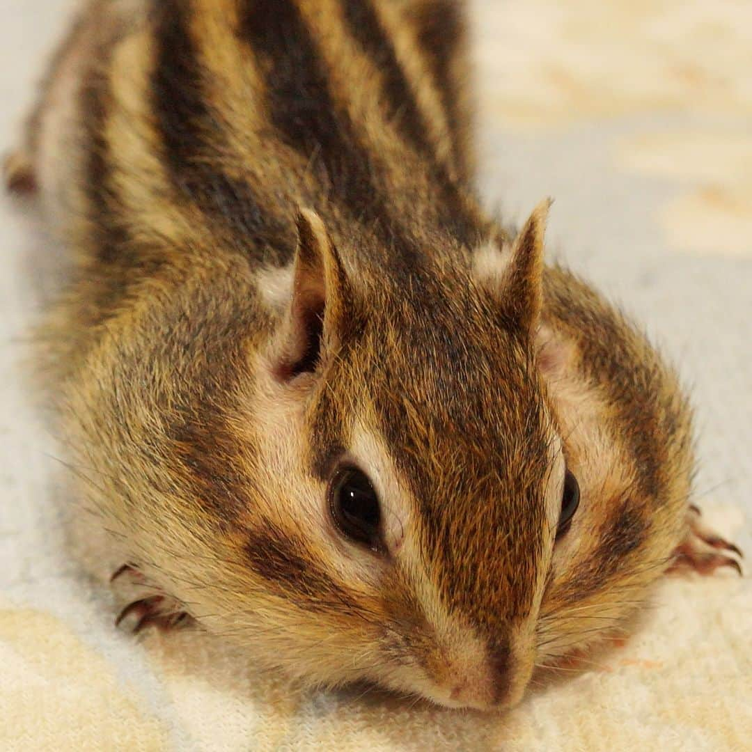 ビッケ & トッドのインスタグラム：「#Bikke Pancake Bikke!!  愛しのおまんじゅう♡  #tbt #throwbackthursday  #chipmunk #シマリス #リス」