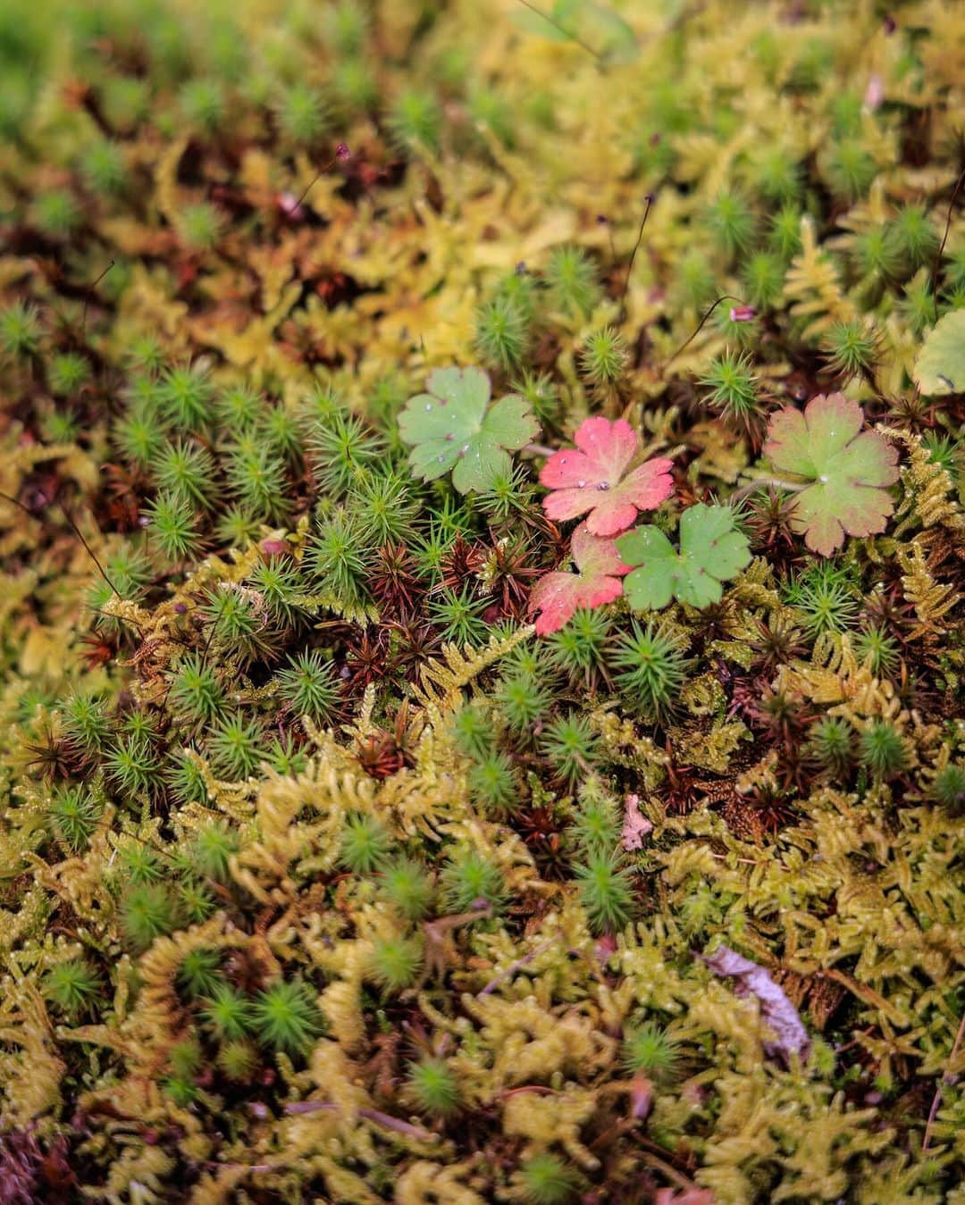 SHOCK EYEさんのインスタグラム写真 - (SHOCK EYEInstagram)「先日訪れた紅葉深まる日光🍁  神橋、いろは坂、ロープウェイに乗って見にいった華厳の滝に中禅寺湖。  どこもかしこも、オレンジ色に染まる山々は本当に綺麗で心が洗われるよう。  聖地として知られる日光は本当に美しい場所だ✨🙏  #日光 #紅葉 #二荒山神社 #神橋 #華厳の滝 #中禅寺湖」11月30日 23時58分 - shockeye_official